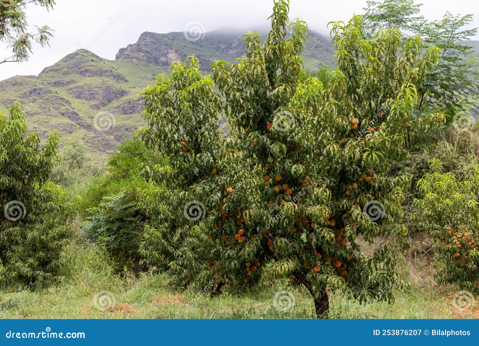 Peach Fruit Tree in a Fruit Farm in the Swat Valley, Pakistan Stock Image Image of plenty