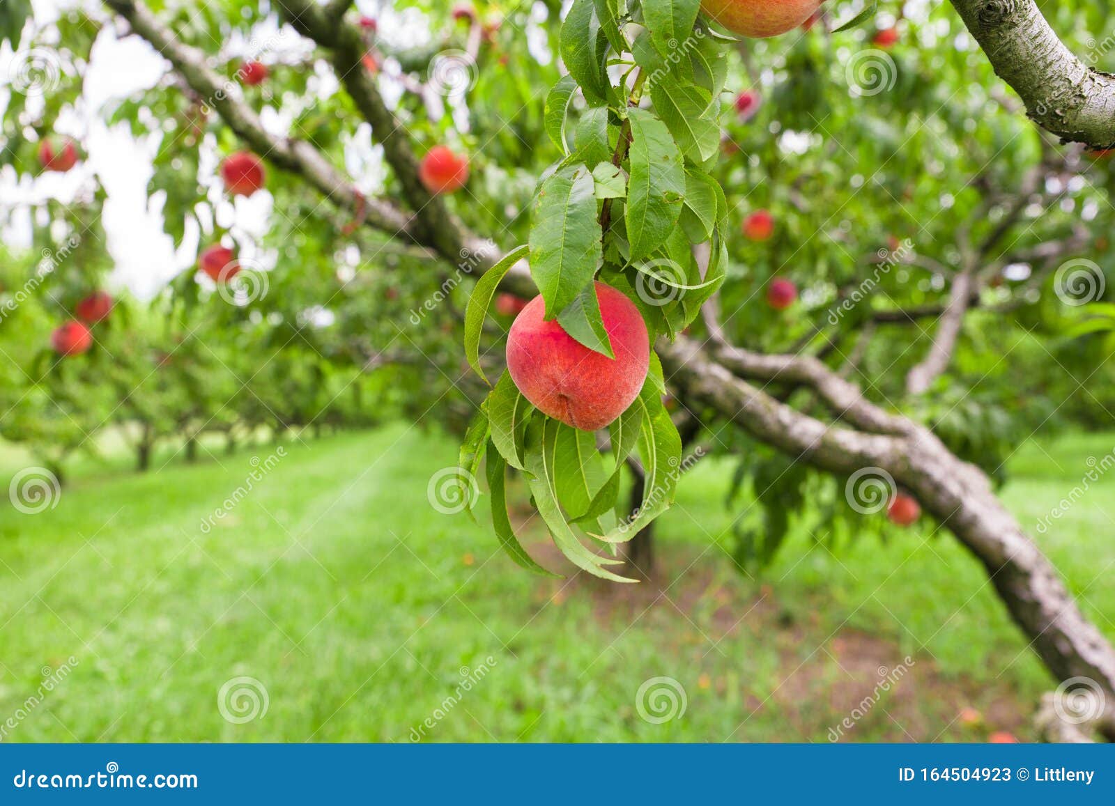 Peach Growing on Tree in Orchard Stock Image Image of space, fuzzy