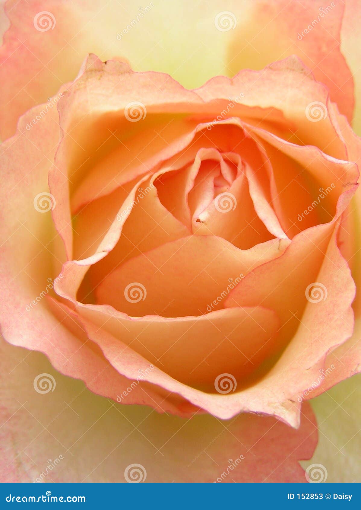Peach heart stock image. Image of macro, detail, valentine - 152853