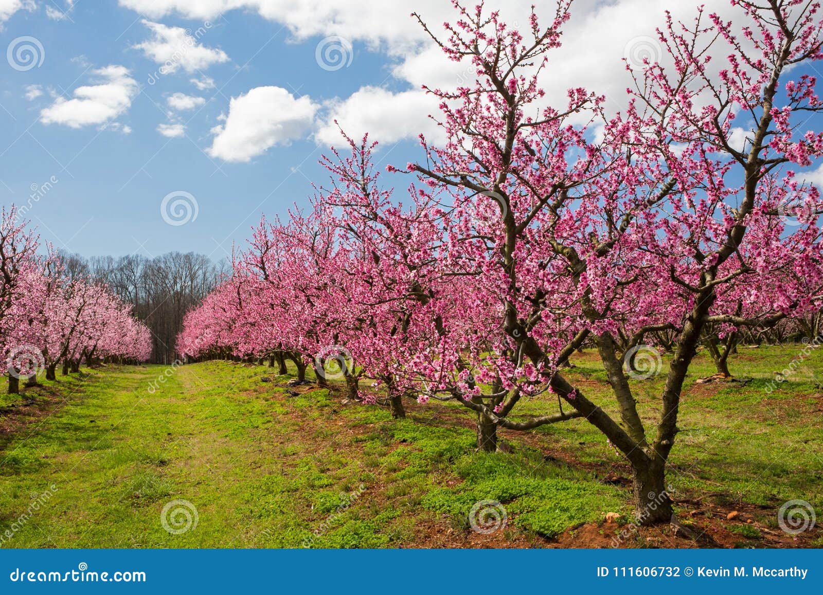 Peach Orchard in Bloom stock photo. Image of grow, buds 111606732