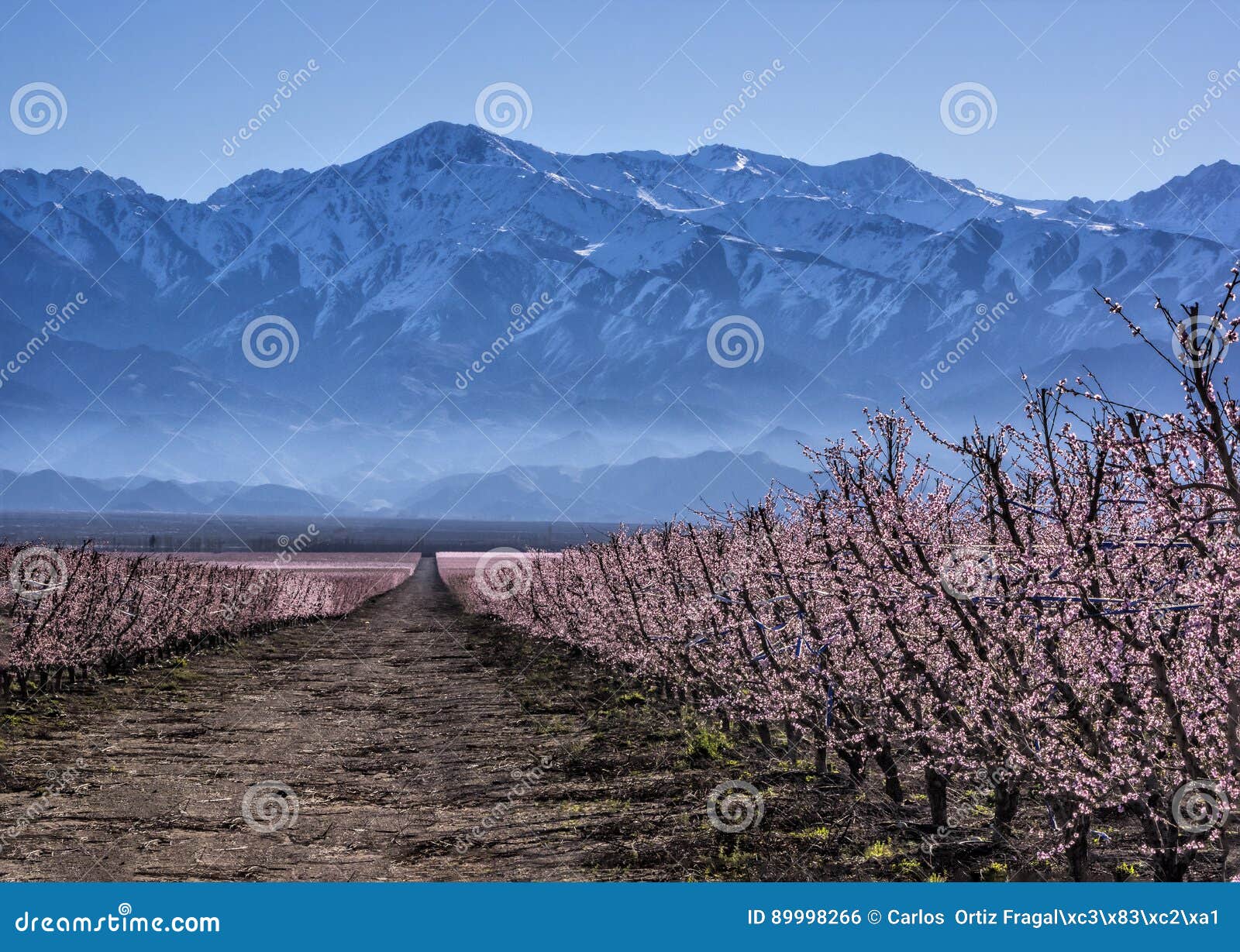 peach planting