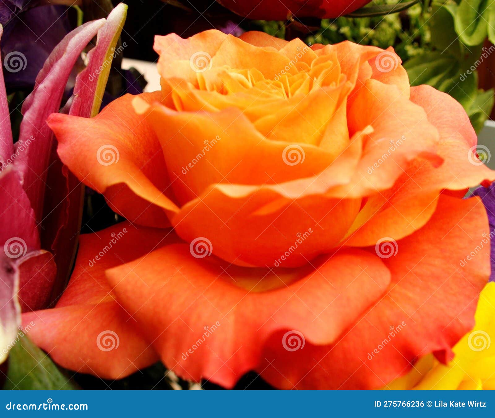 peach rose full bloom (petals opened wide)