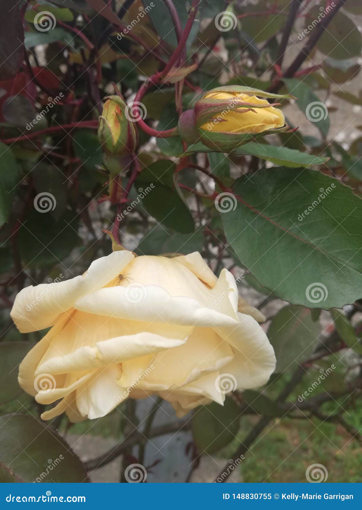 Peach Rose& X27;s Not Edited Stock Image - Image of roses, peach: 148830755