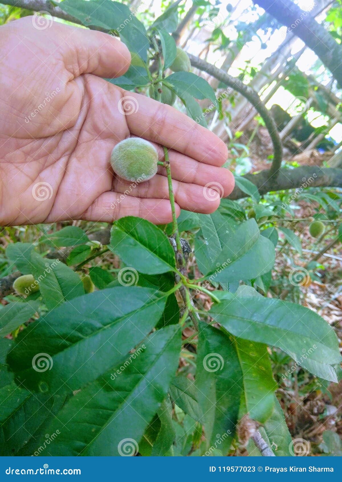 naked-egyptian-asian-plant-with-fleshy-incest