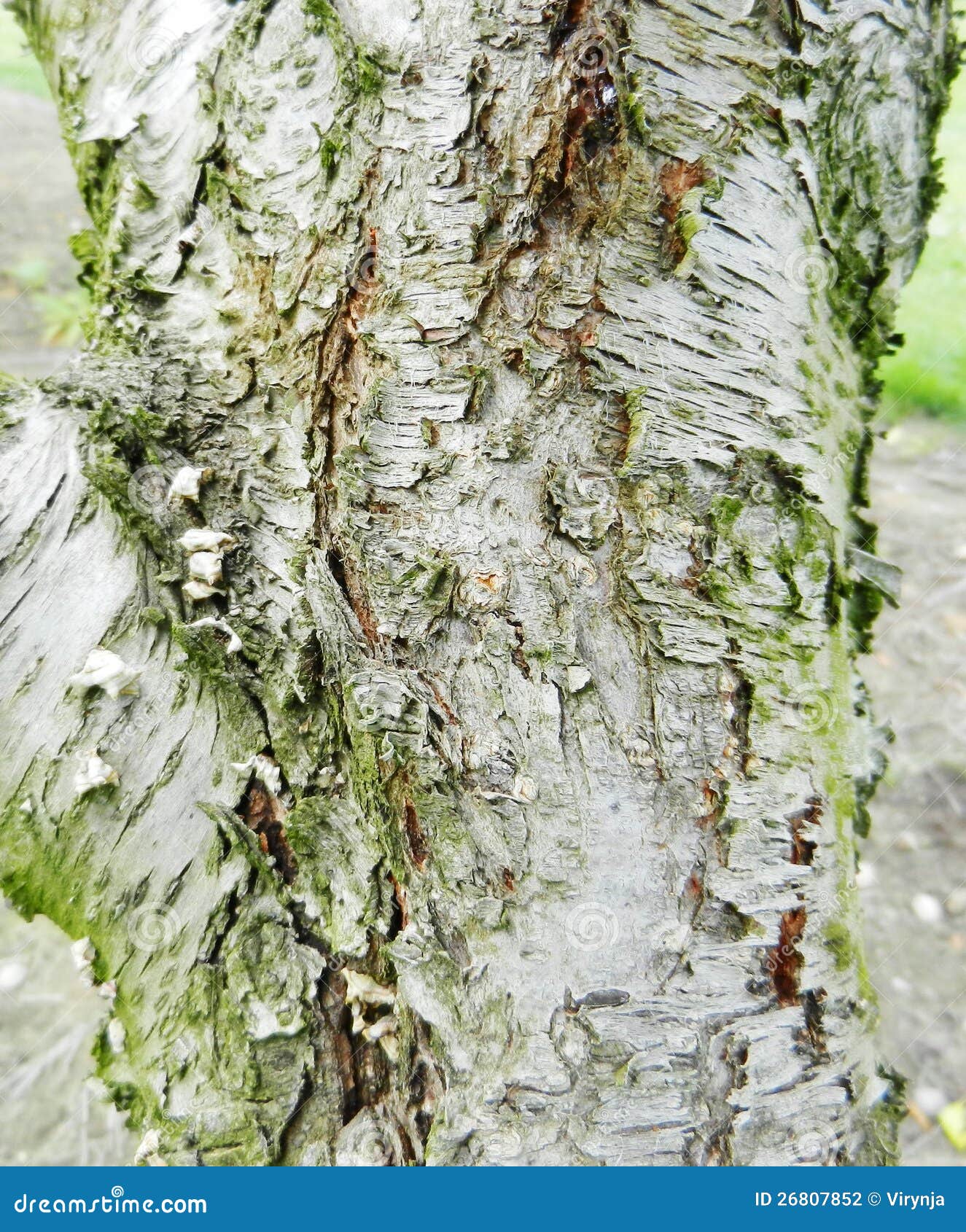 Peach Tree Bark Texture Stock Photography Image 26807852