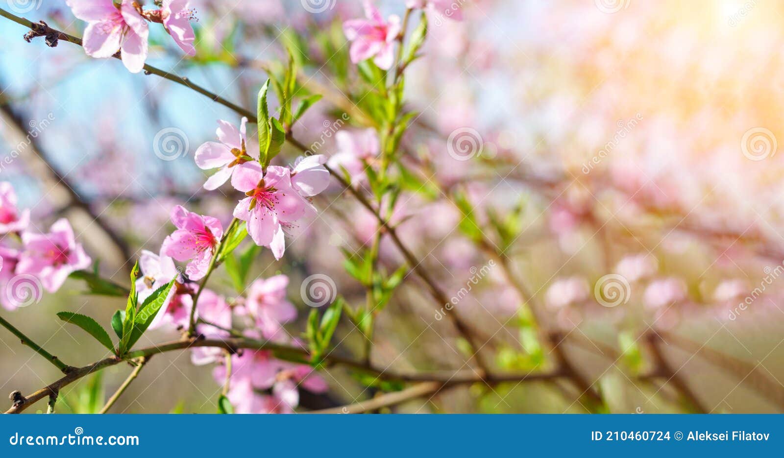 Peach Tree Bloom in Spring Pink Flowers Selective Focus. Space for ...