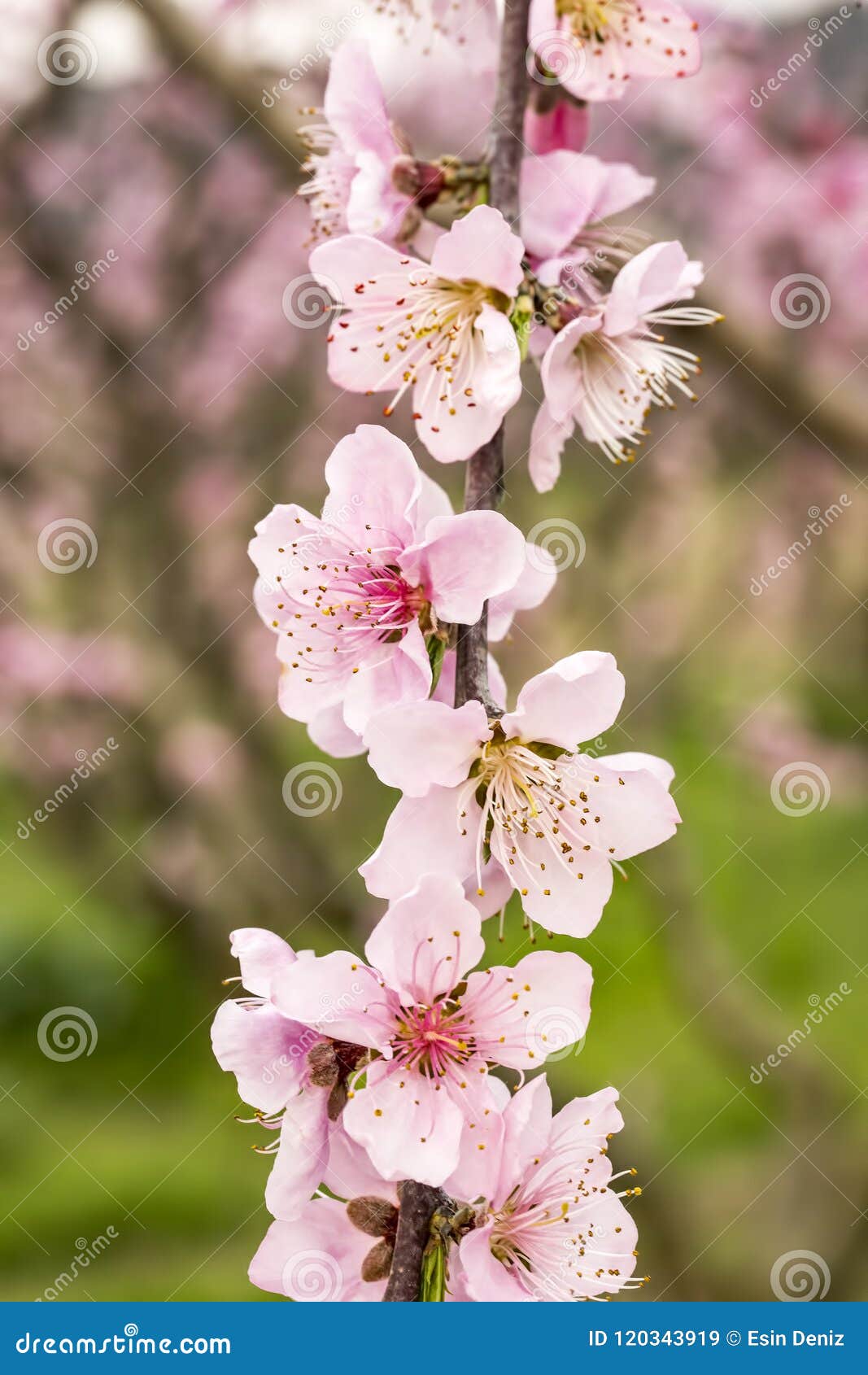 peach blossom spring review peach blossom spring review