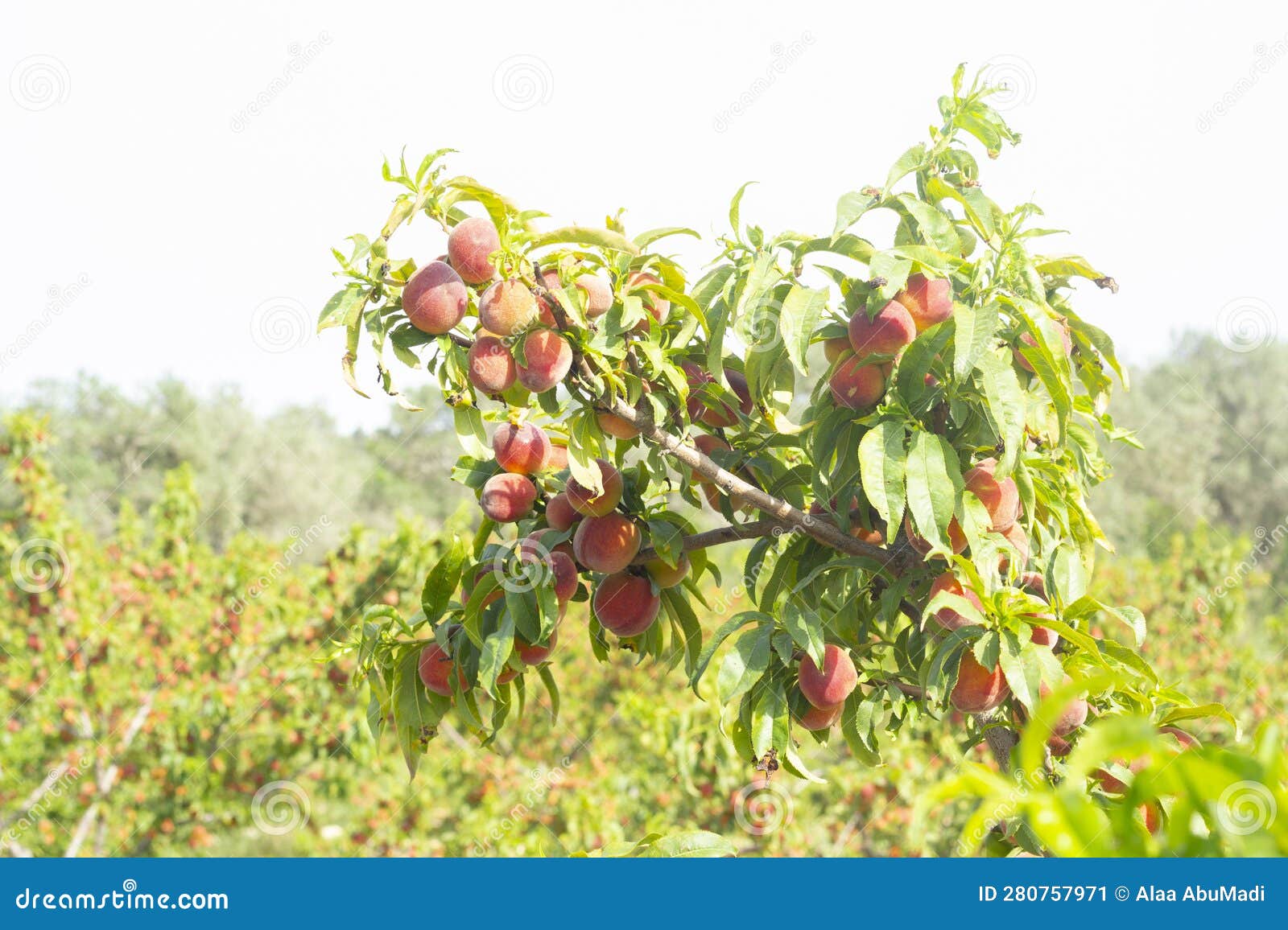 Sweet peach fruits stock image. Image of juicy, leaves 280757971