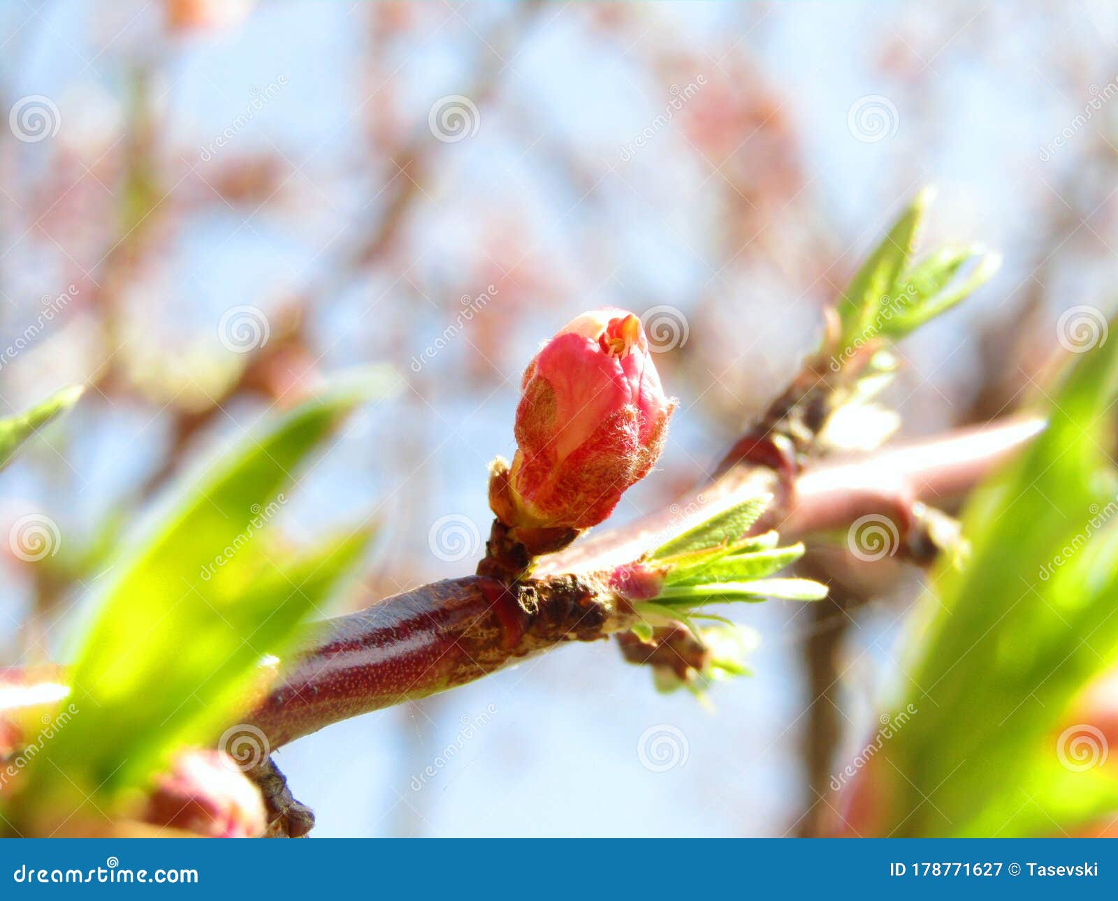 Peach Tree Bud before Flowering Stock Image Image of color, colorful