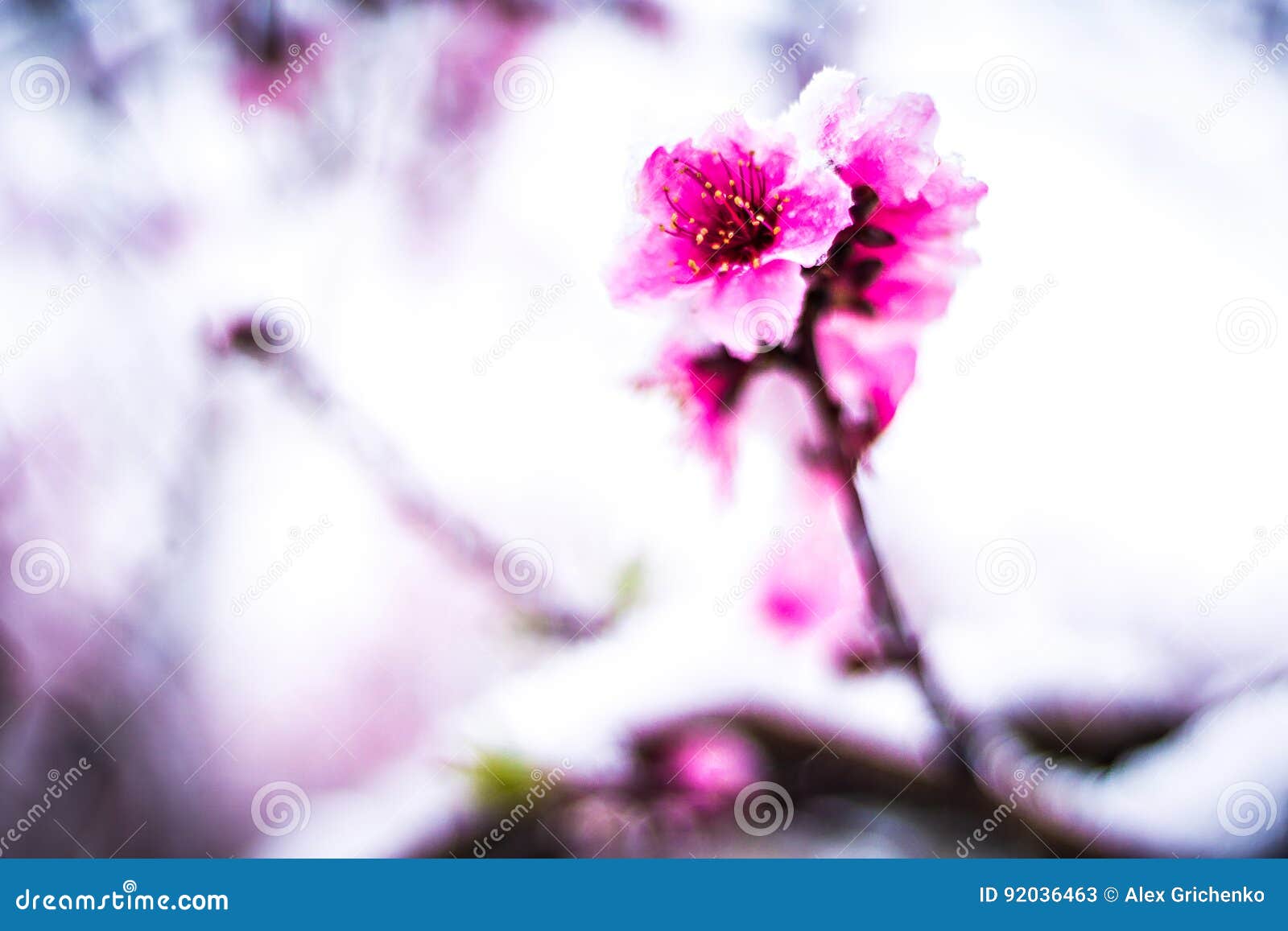 Peach Tree Farm in Winter Snow Stock Image Image of frost, frozen 92036463