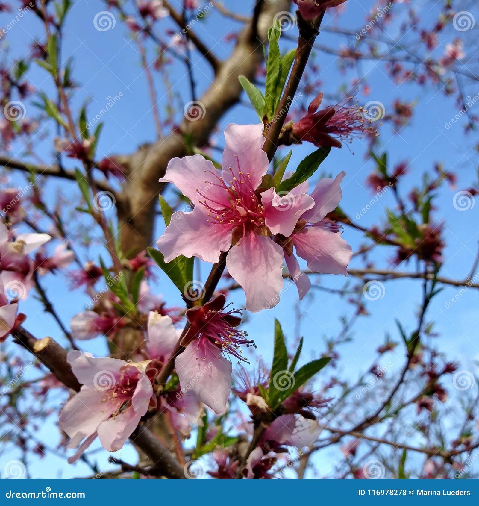 Peach Tree Flowers Blooming in Spring Closeup Blue Sky Pink Flowers ...