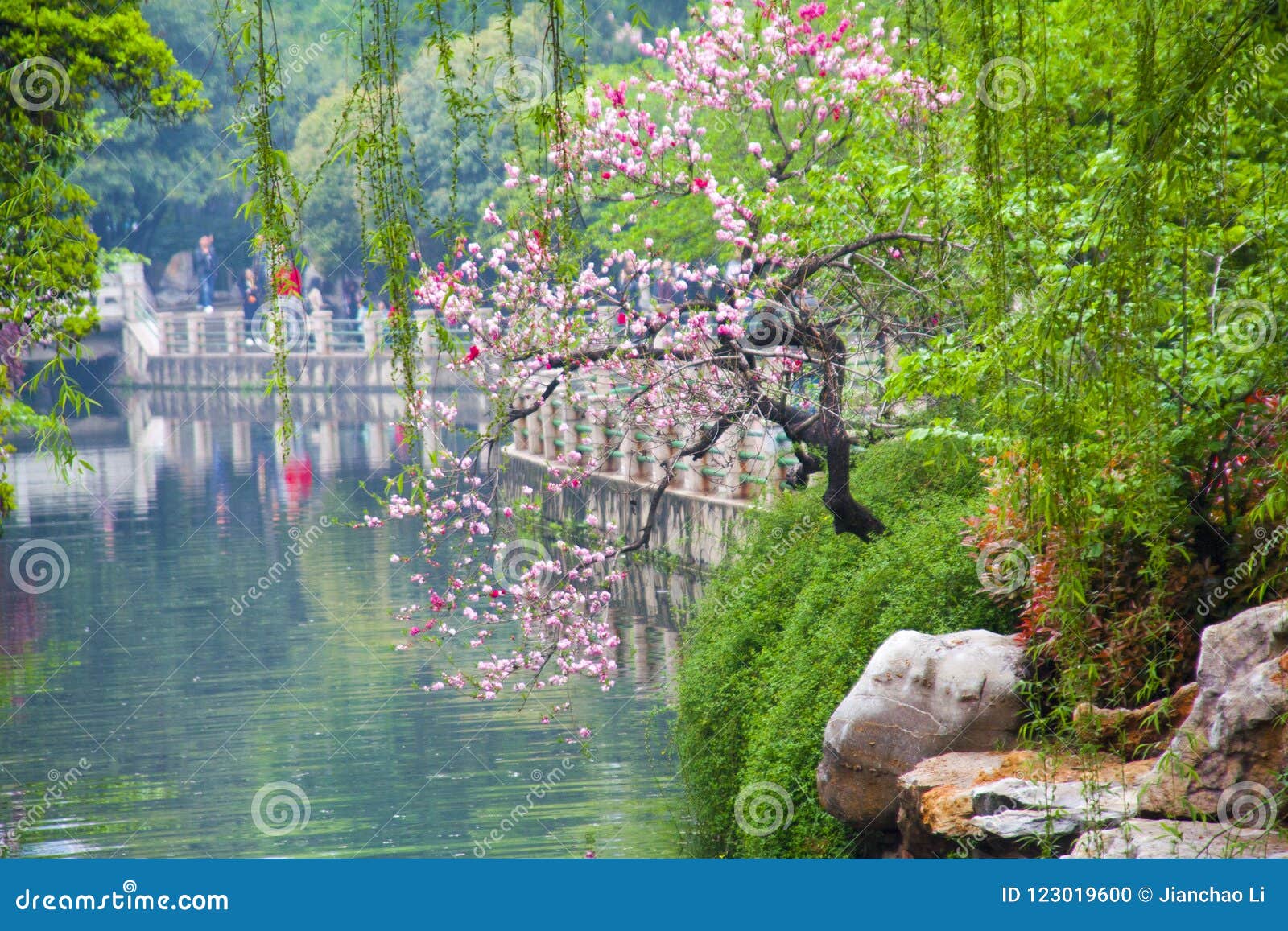 A Peach Tree in Full Bloom on the Bank of the River Stock Photo Image