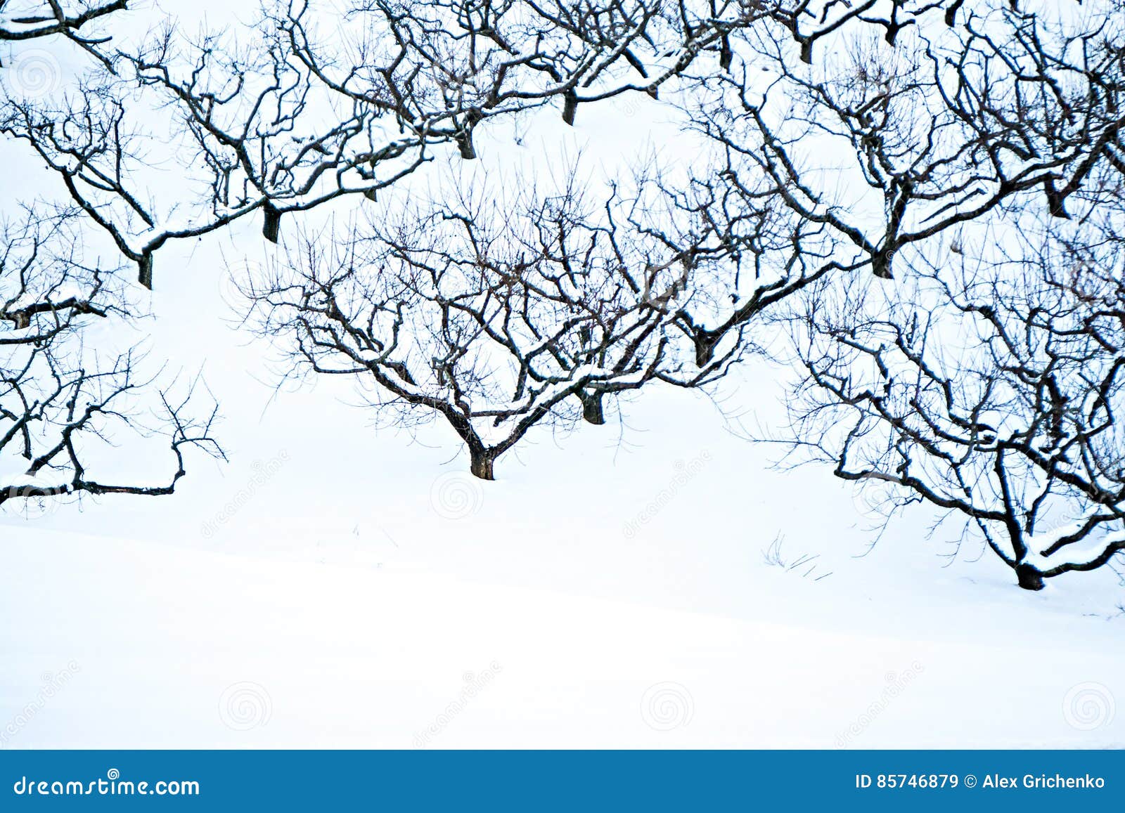 Peach Tree Orchards on Snowy Winter Landscape Stock Image Image of apple, peach 85746879
