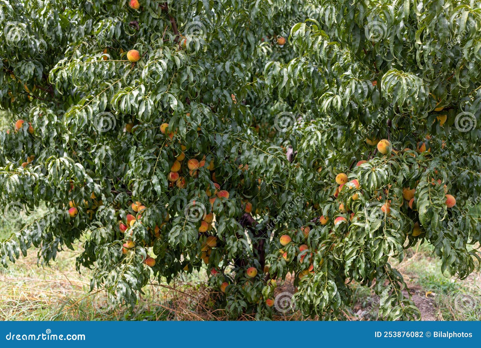 Peach Tree with Plenty of Ripen Fruit Ready To Harvest Stock Photo