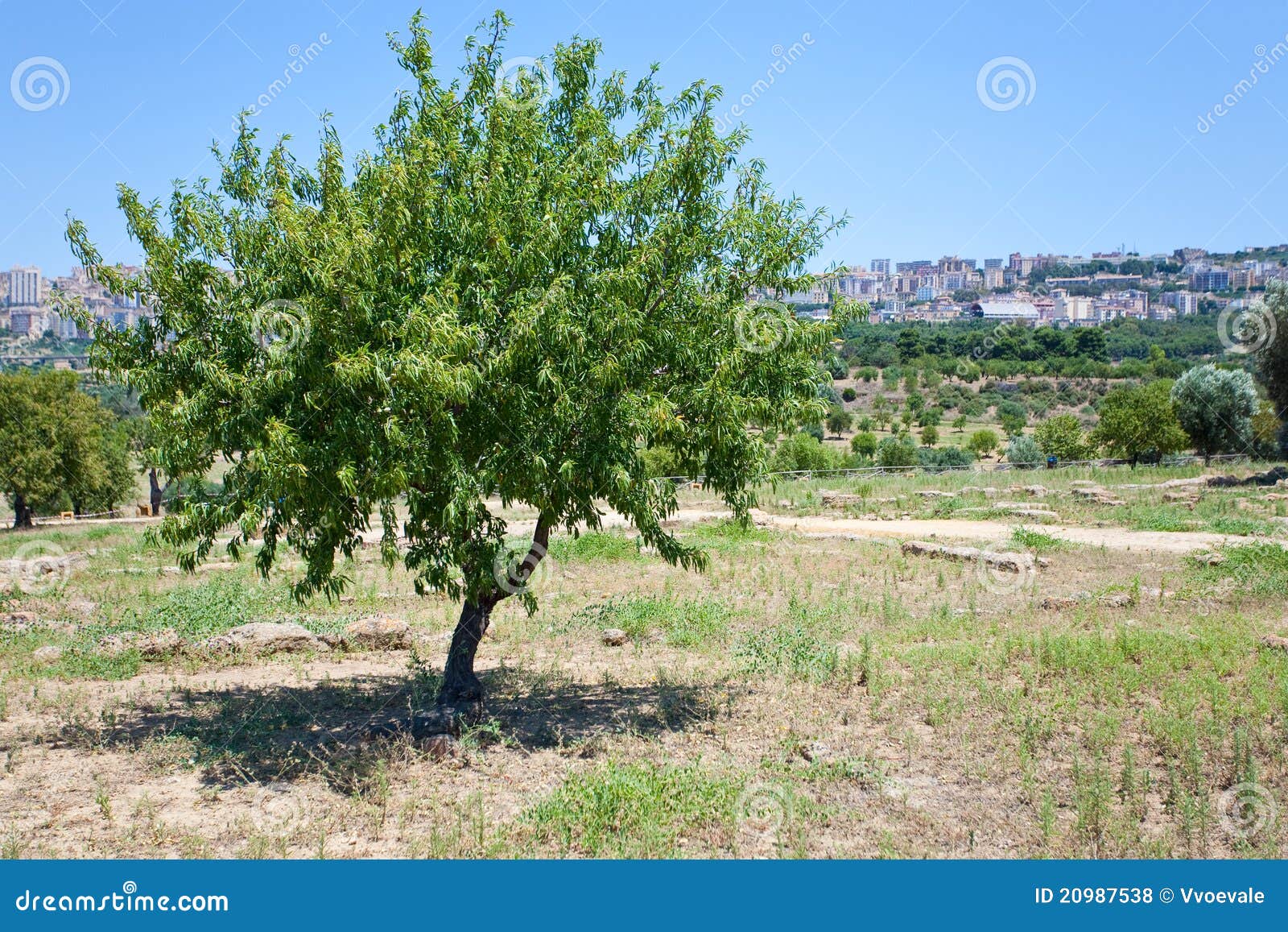 Peach tree ford glassboro #4
