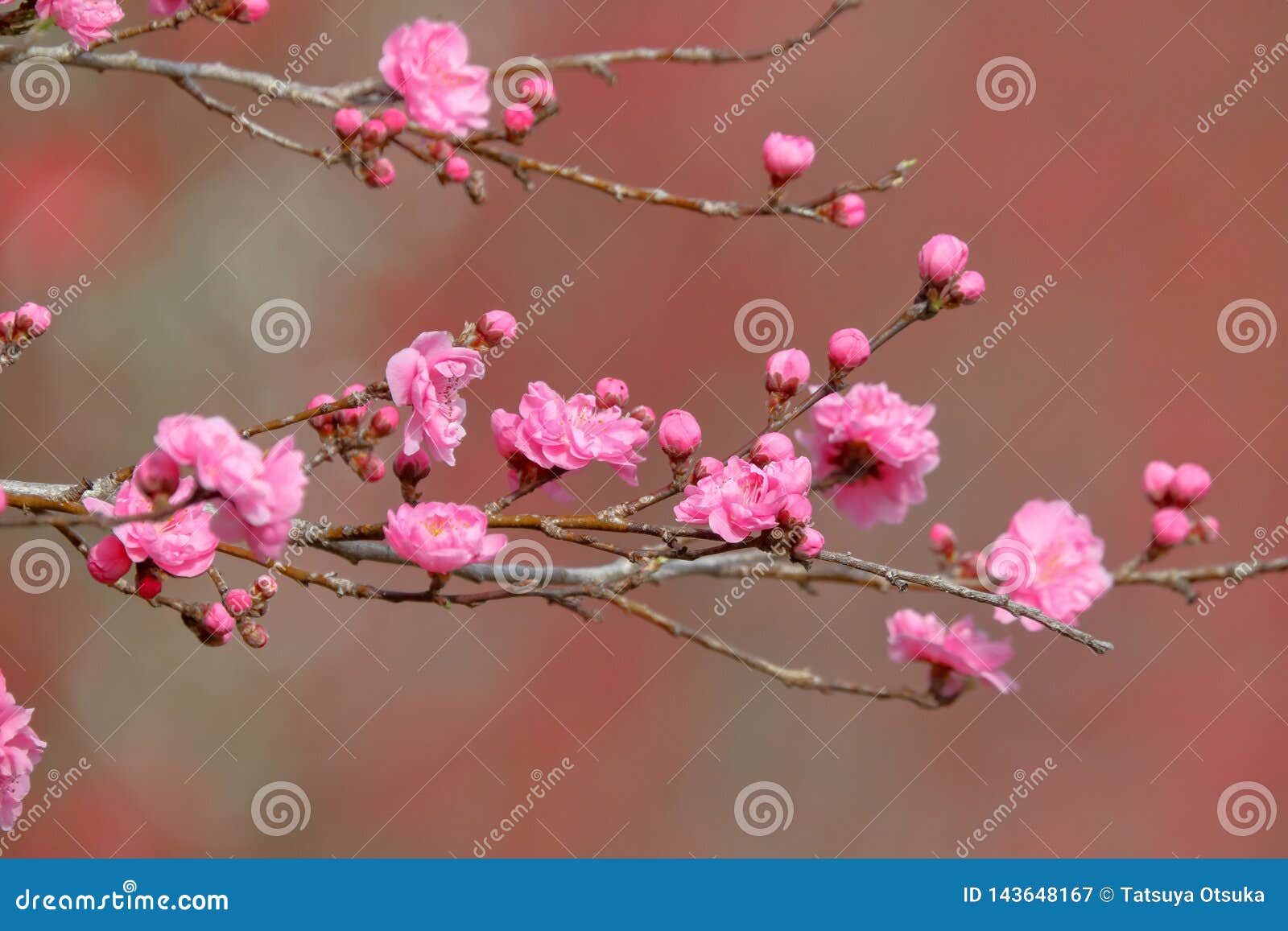 Peach Trees Blossom In Japan Stock Image Image Of Spring Japan peach-trees-blossom-in-japan-stock-image-image-of-spring-japan