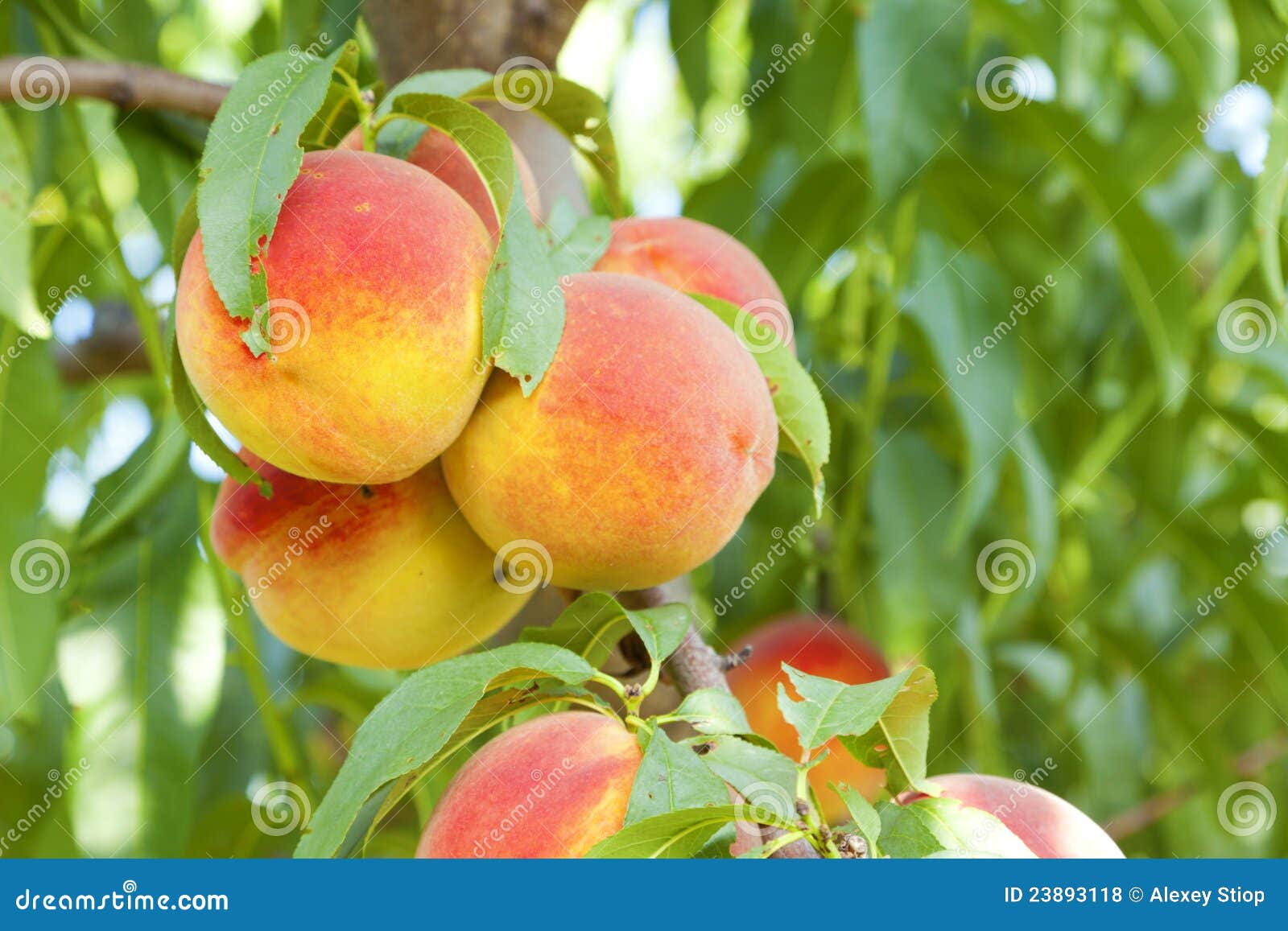 peaches