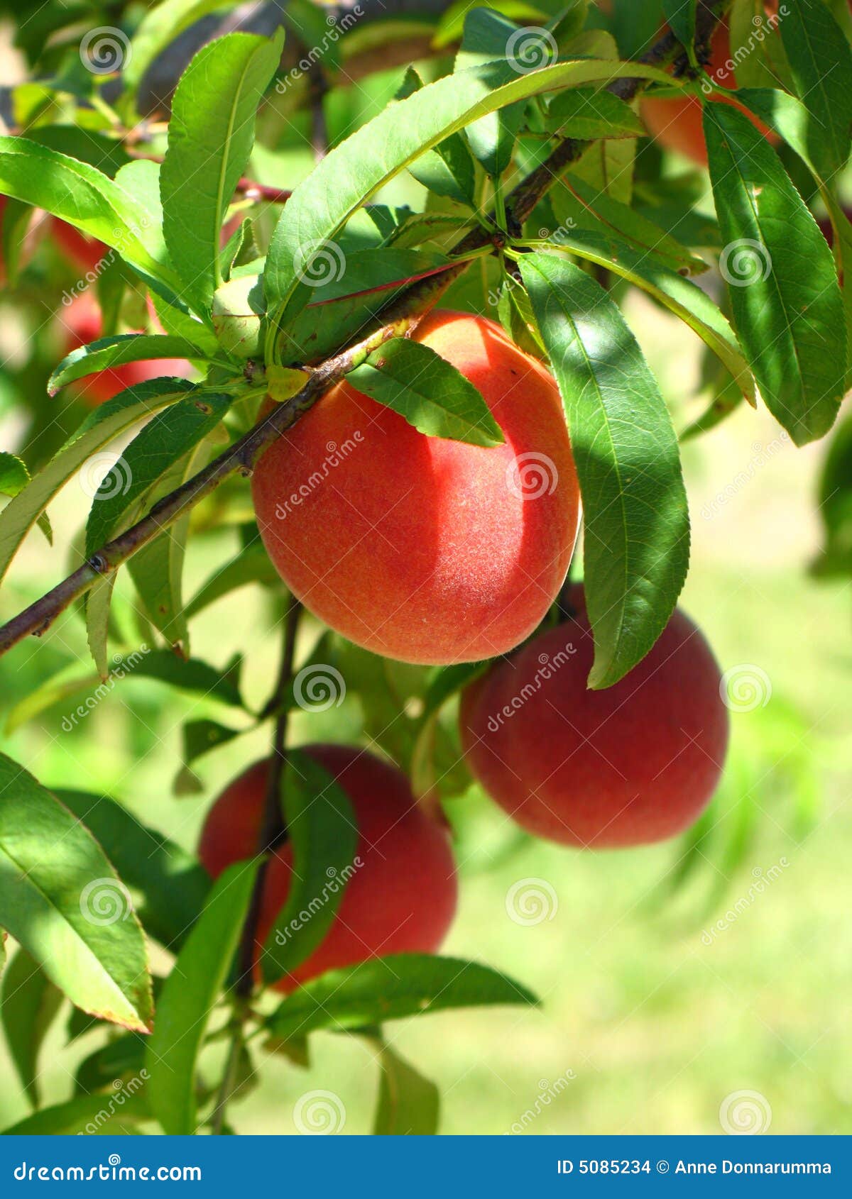Peaches on Green Background Stock Photo Image of arbor, crops 5085234