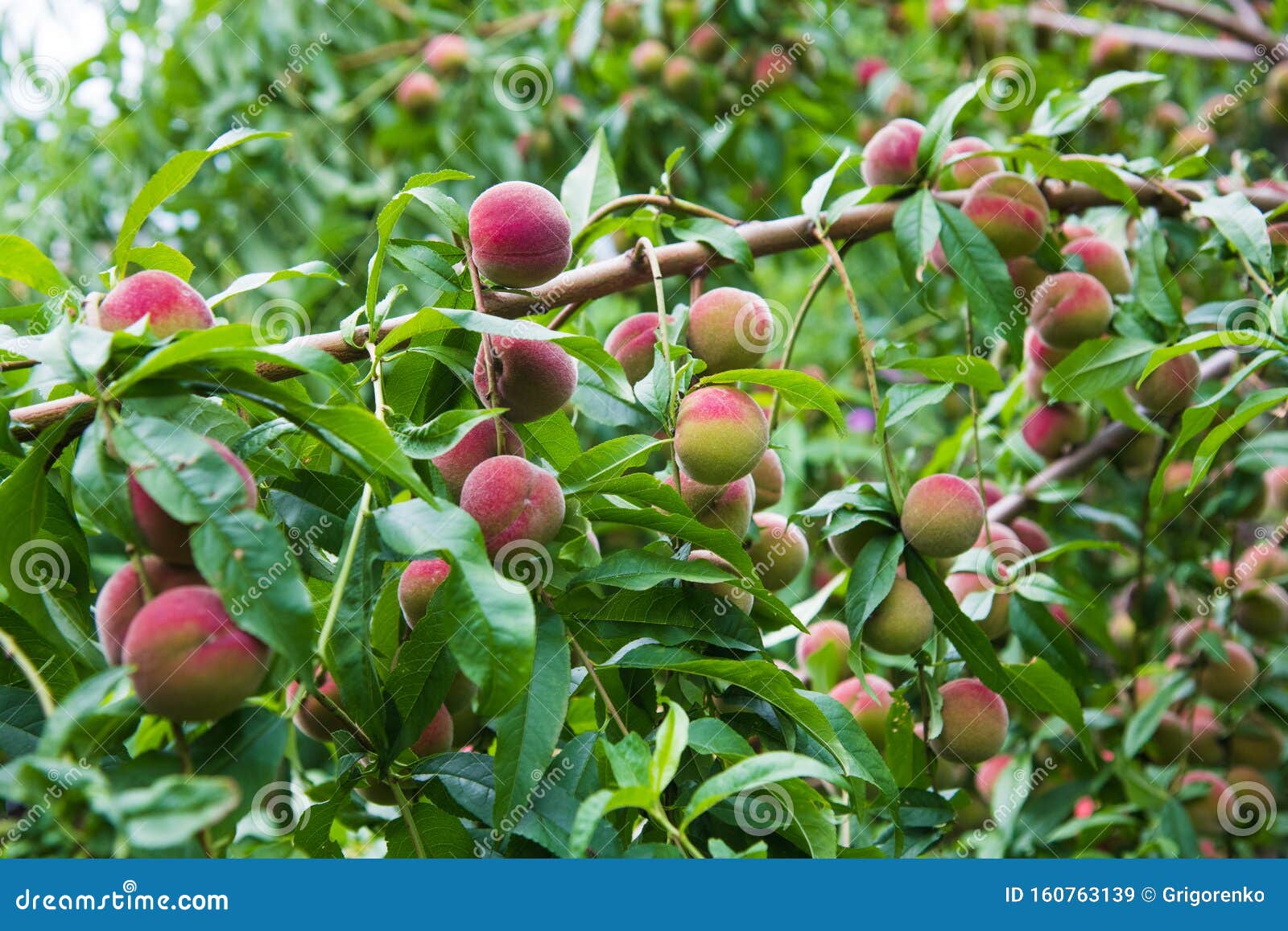 Peaches growing on a tree stock image. Image of garden 160763139