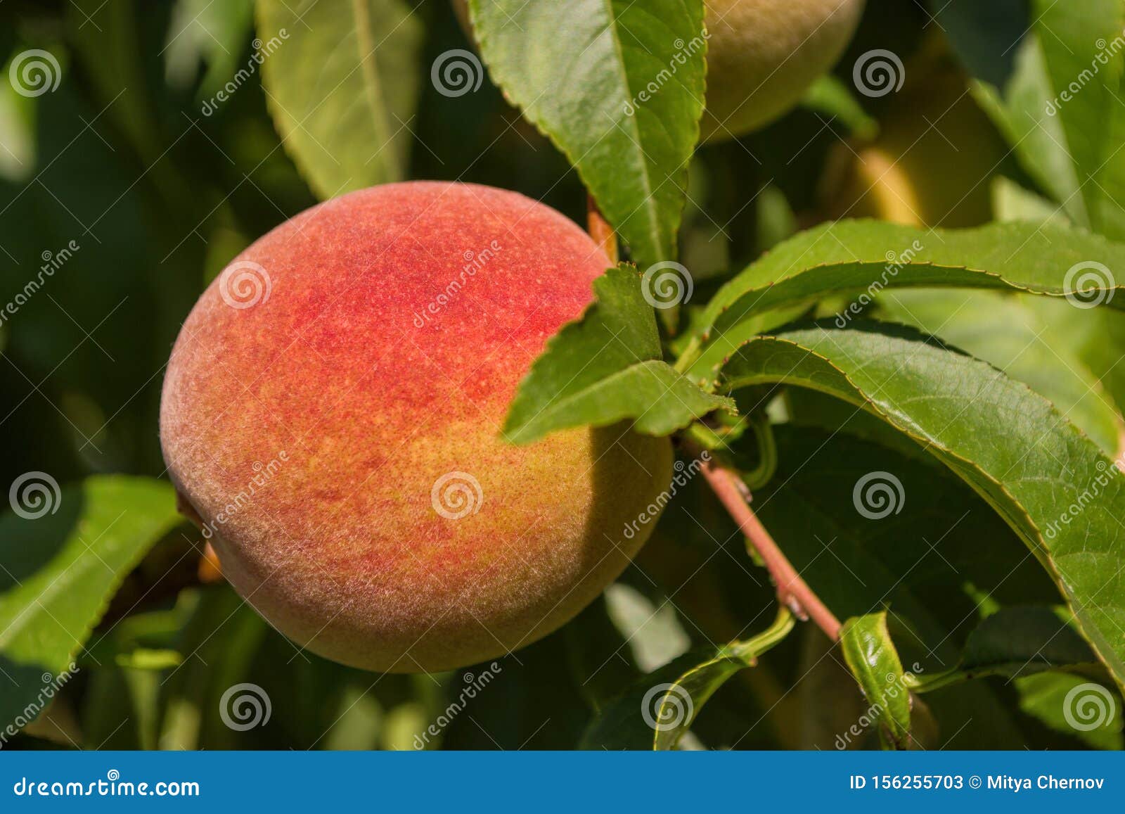 Peaches on Tree. Beautiful Peaches on Tree. Green Fruit Garden Stock