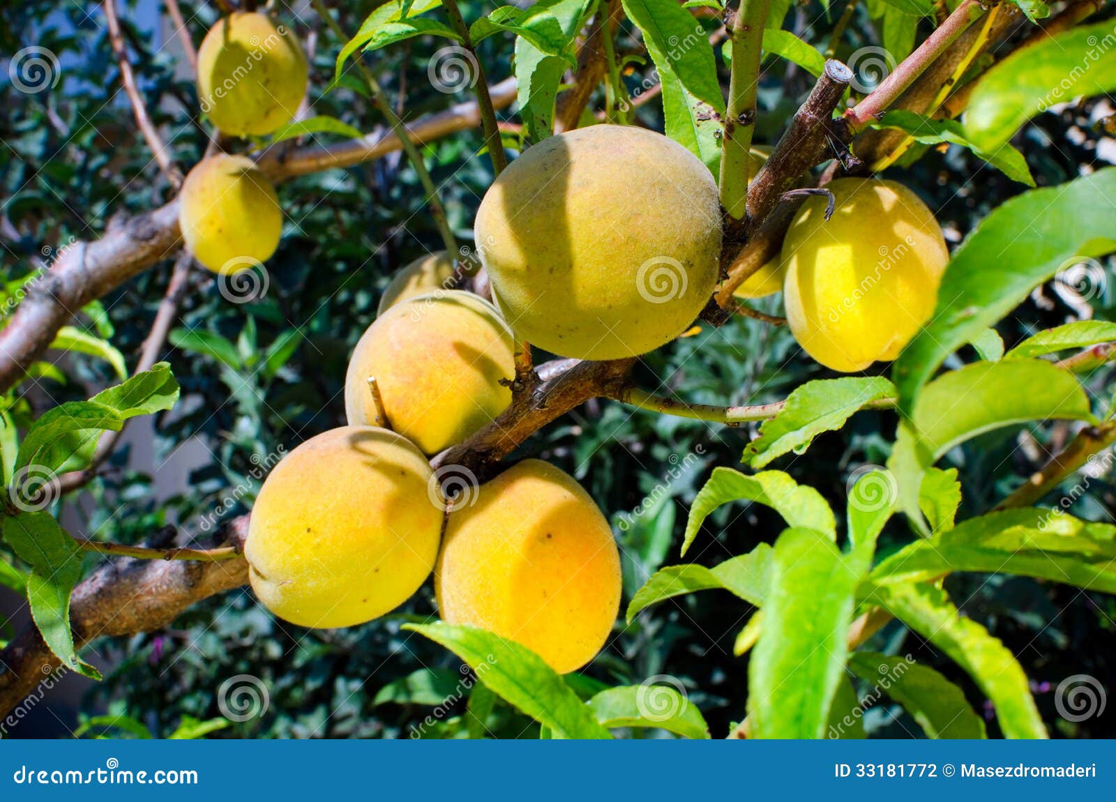 Peaches on tree stock photo. Image of summer, peaches 33181772