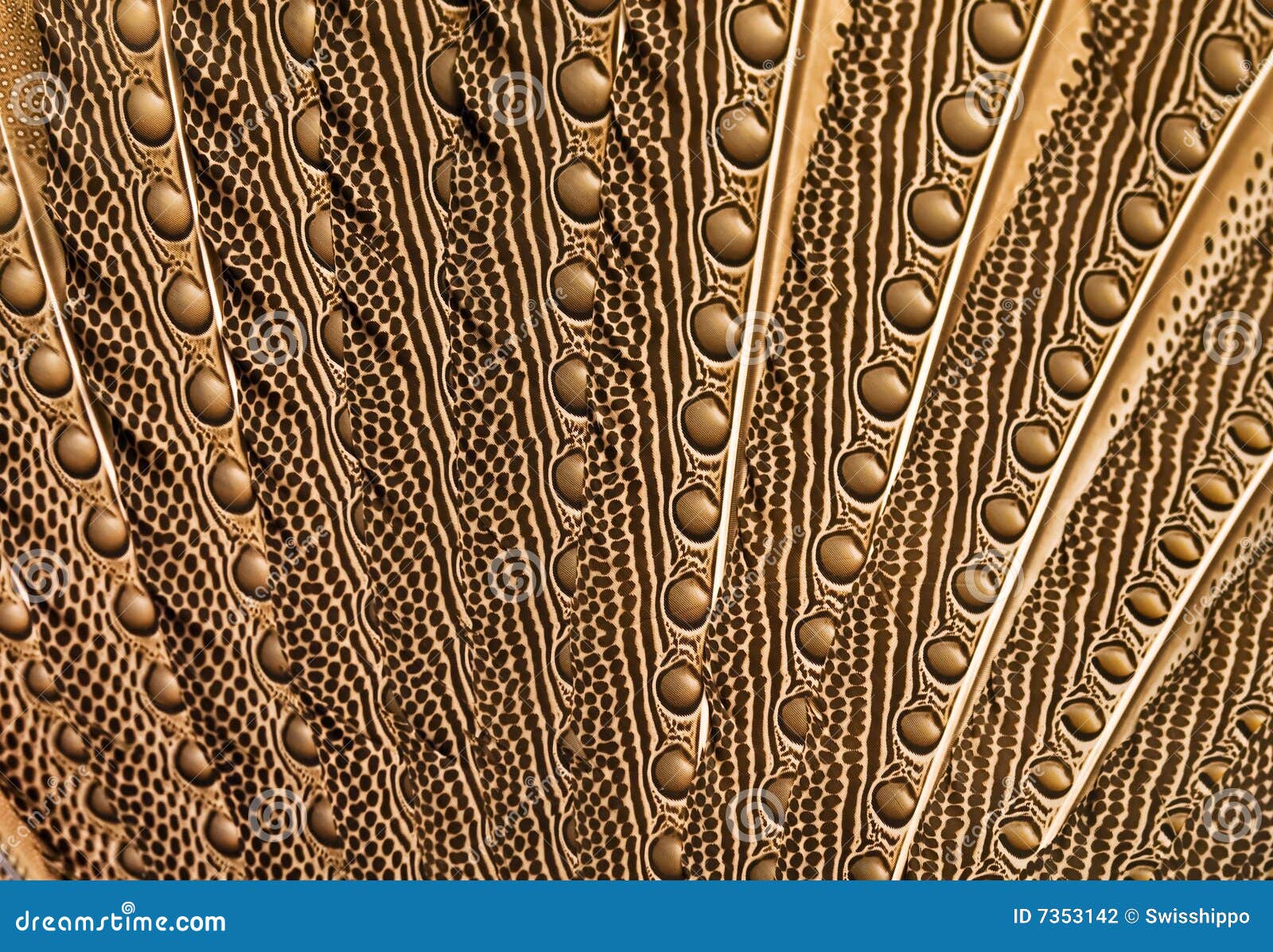 Peackock Feather Background Stock Photo Image