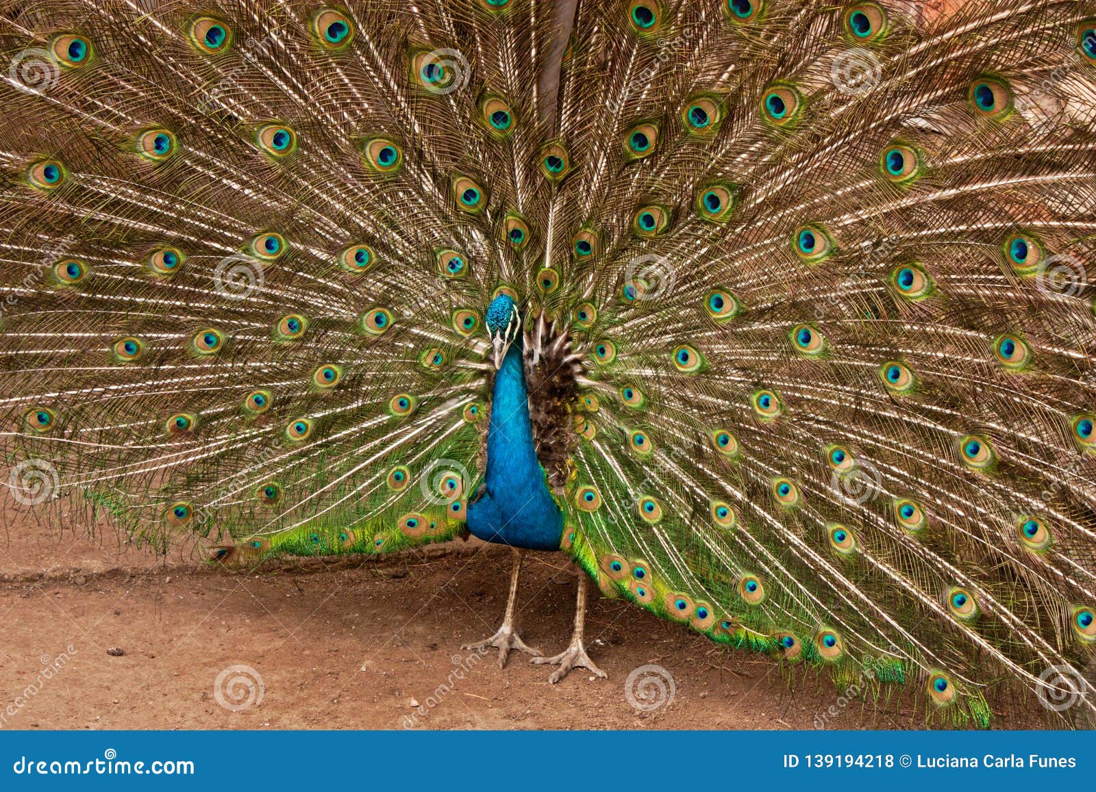 peackock with open feathers . pavo real con plumaje extendido