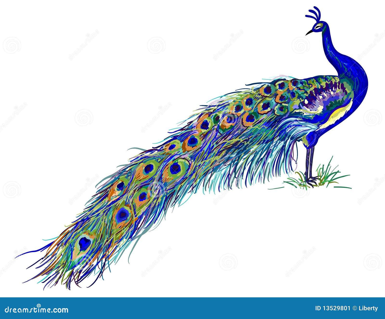 Pecock Background Stock Photos - Free & Royalty-Free Stock Photos from  Dreamstime