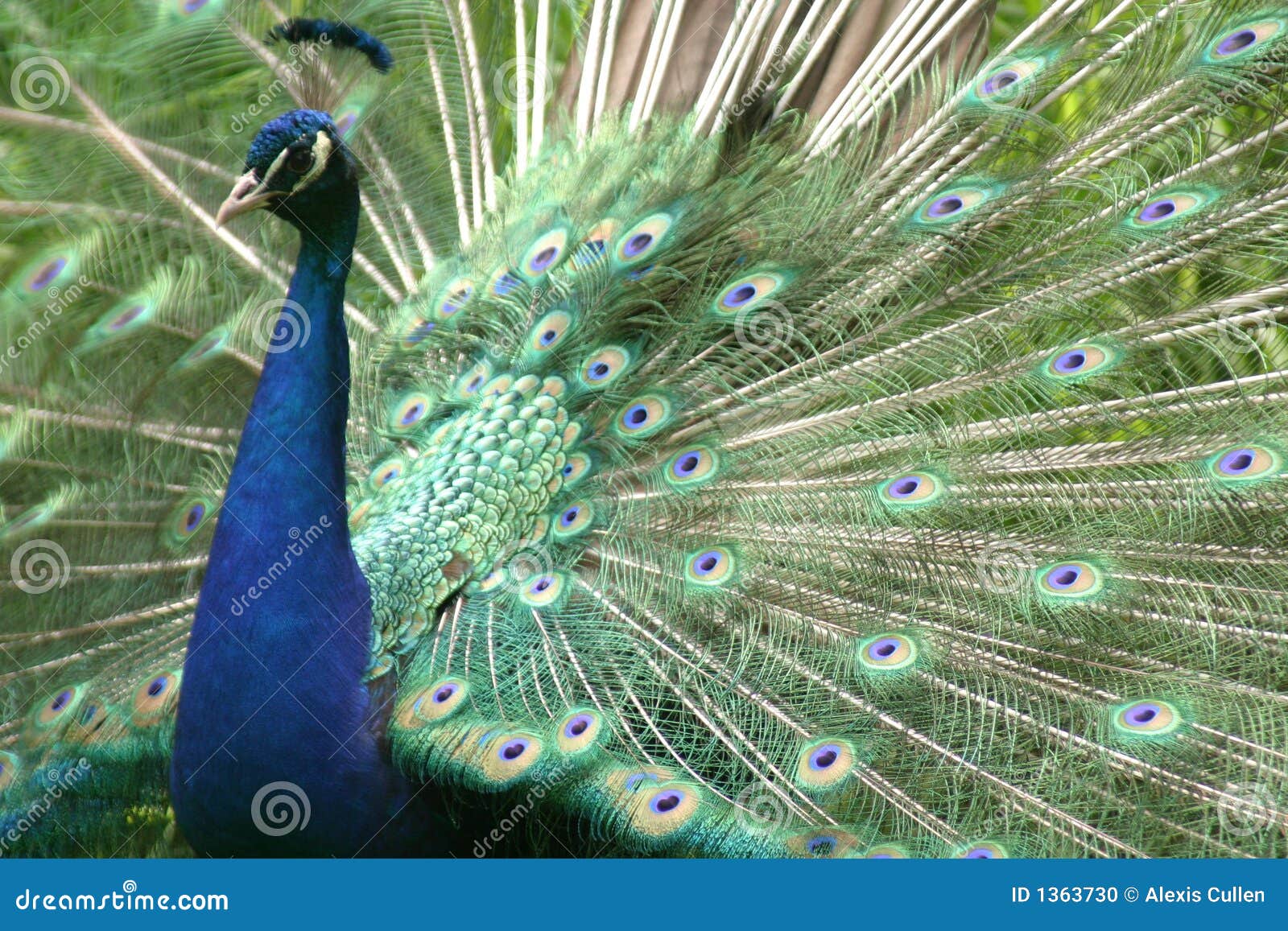 Pecock, The male was strutten his stuff for several females…