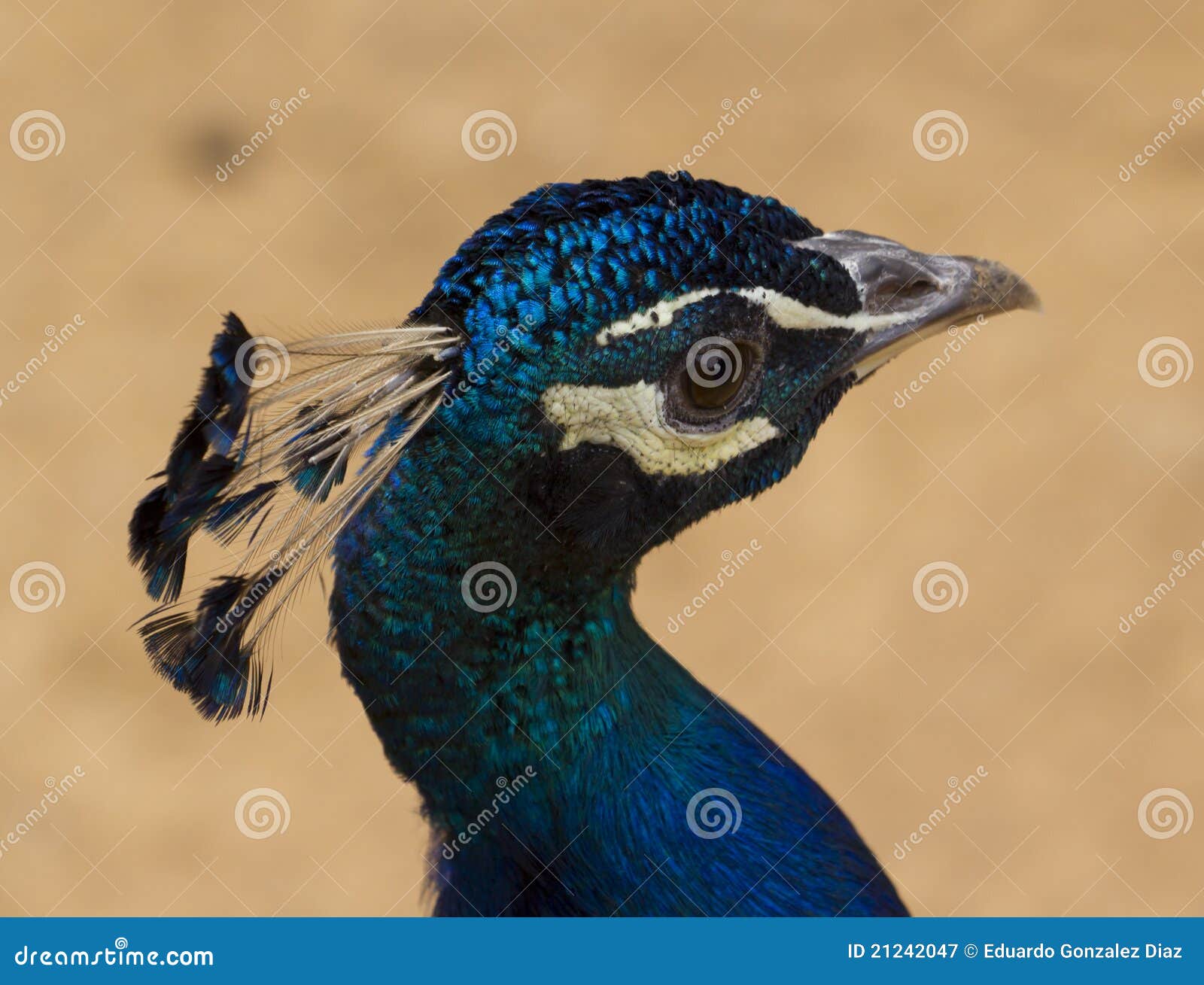 Peacock stock image. Image of beak, dangerous, bird, barcelona 21242047