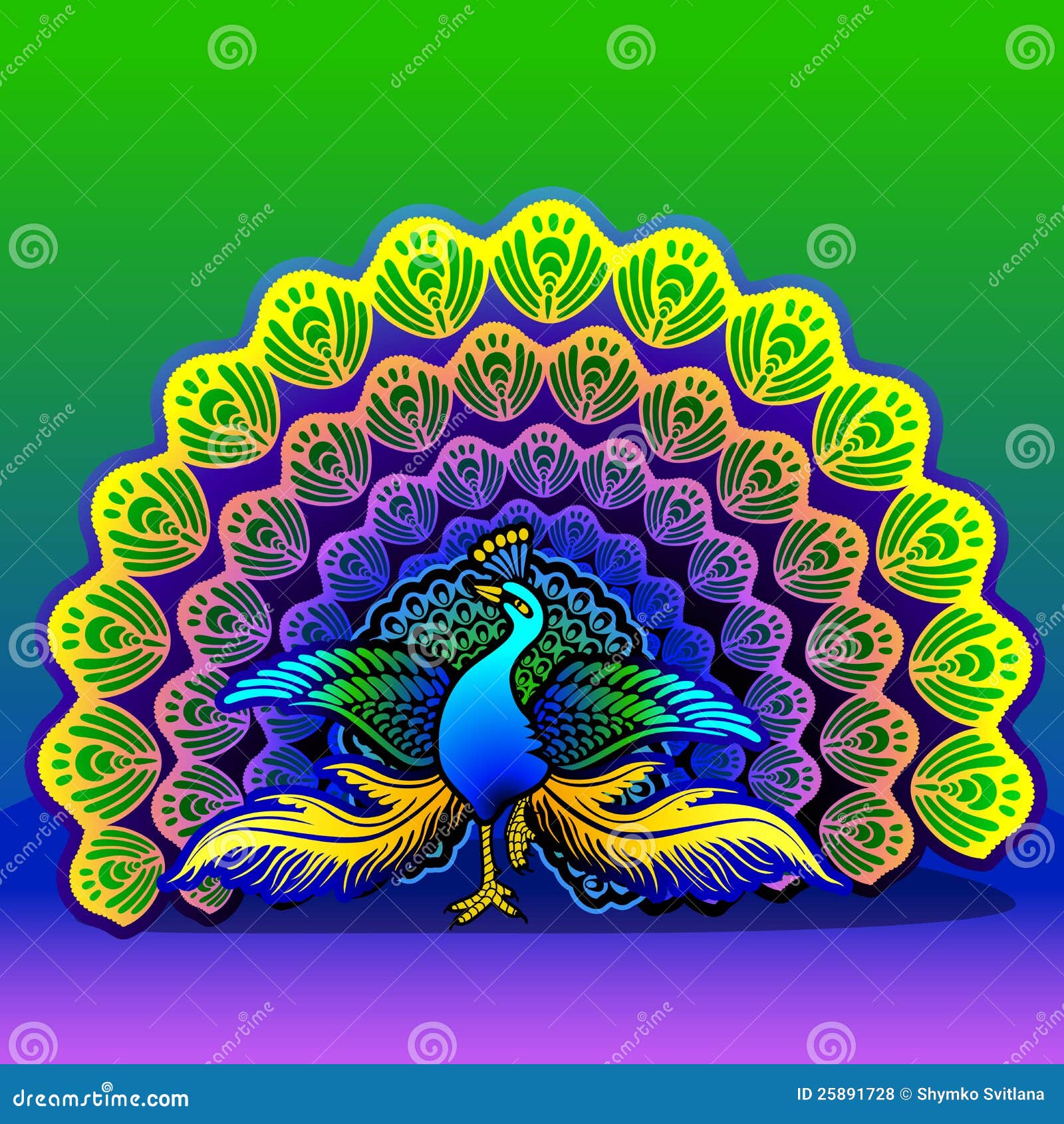 Peacock Stock Vector Illustration Of Tail Park Feathers 25891728