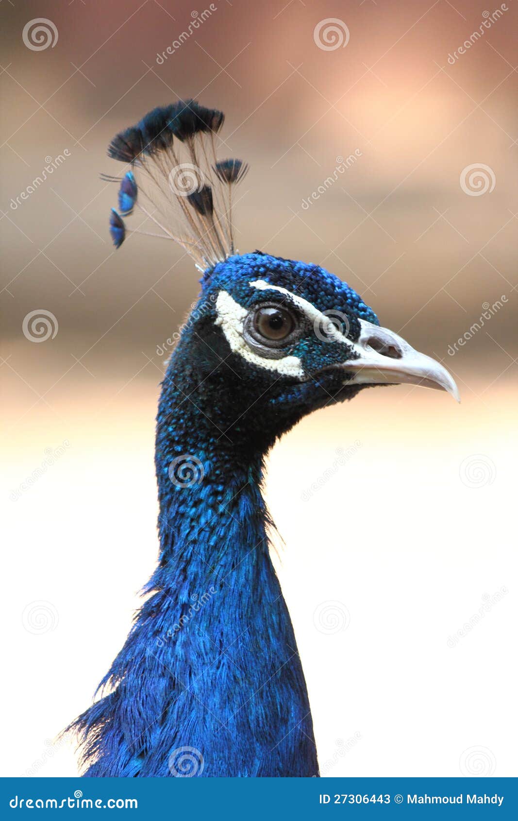 Κλείστε επάνω του ζωηρόχρωμου πουλιού peacock