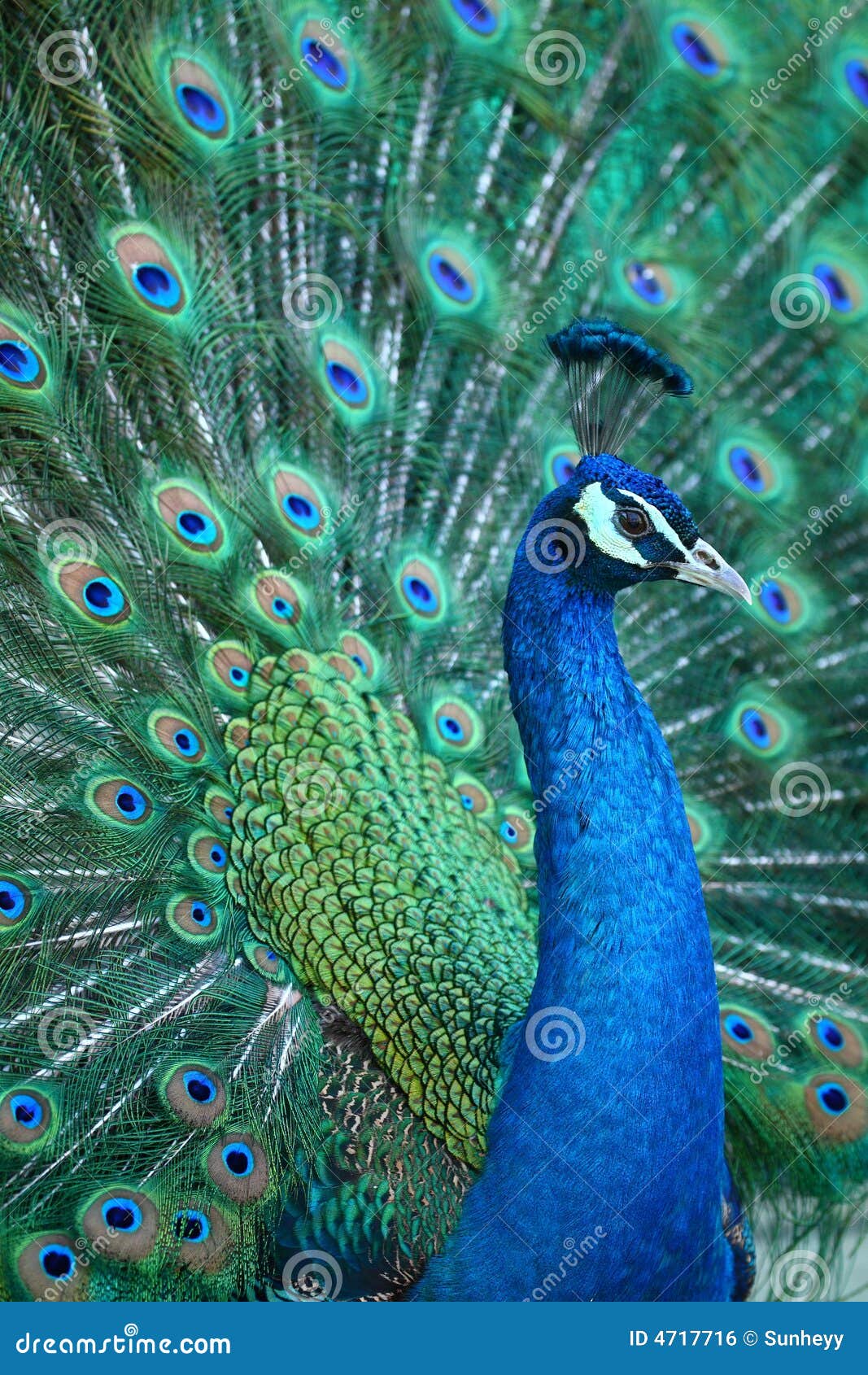Pecock Stock Photos - Free & Royalty-Free Stock Photos from Dreamstime