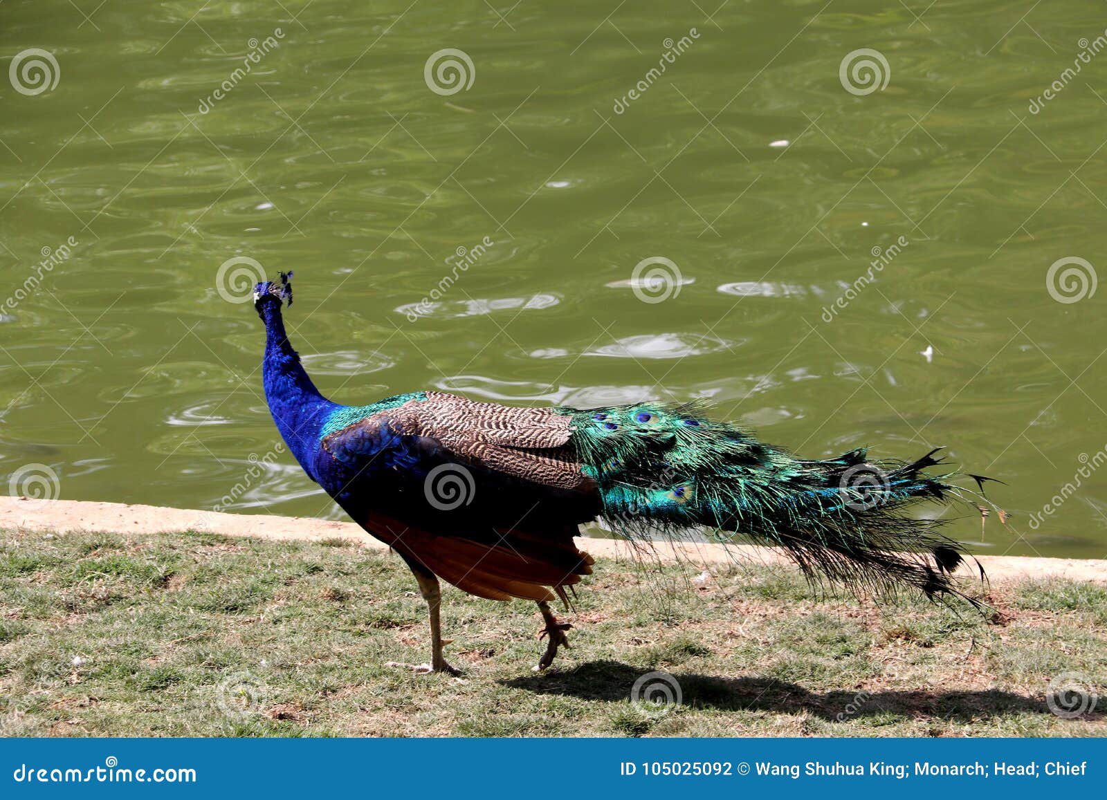 Peacock stock photo. Image of cattle, asiansnn, dragonfly 105025092