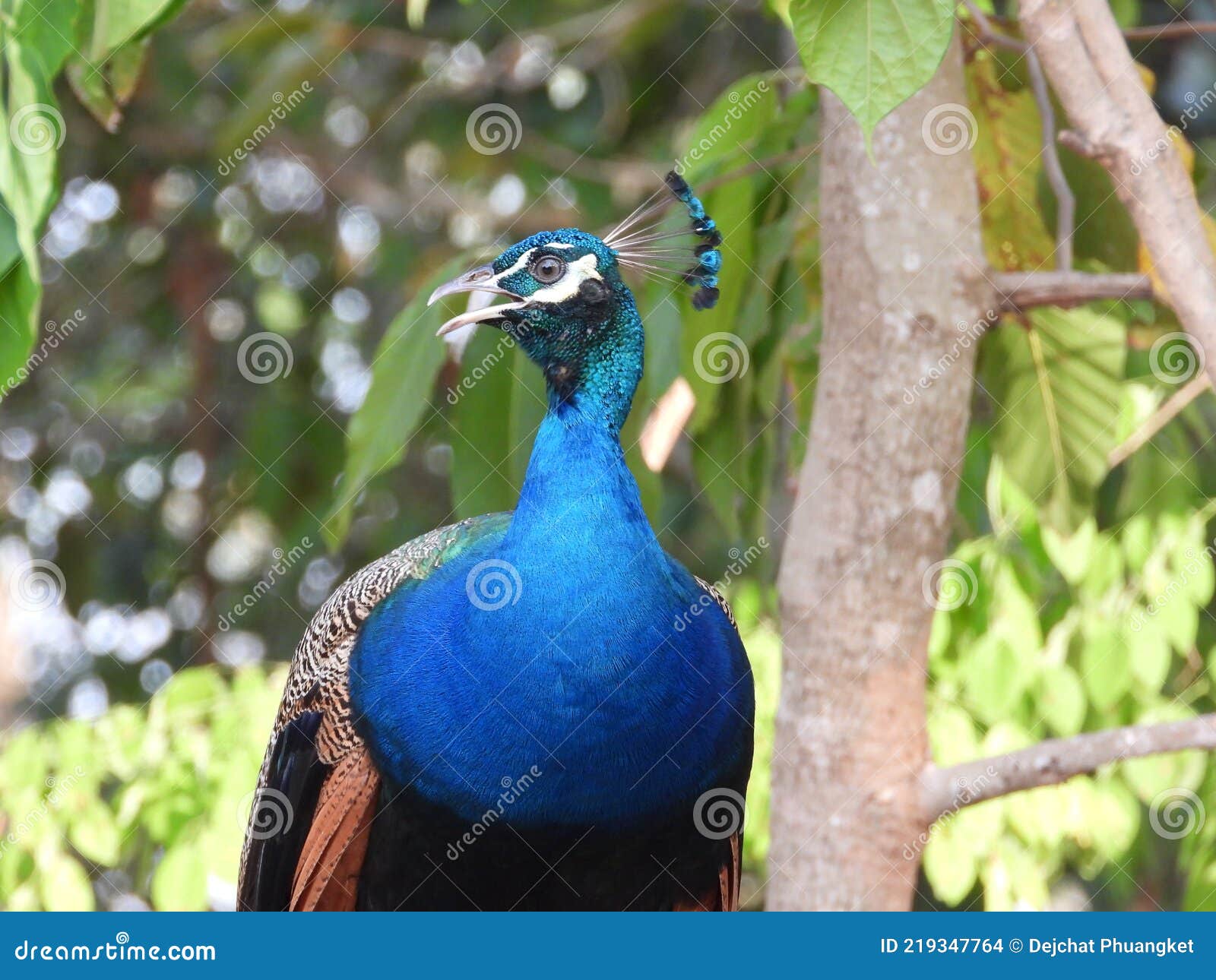 Peacock Bird Khowang Yasothon Stock Photo Image of khowang, bird 219347764