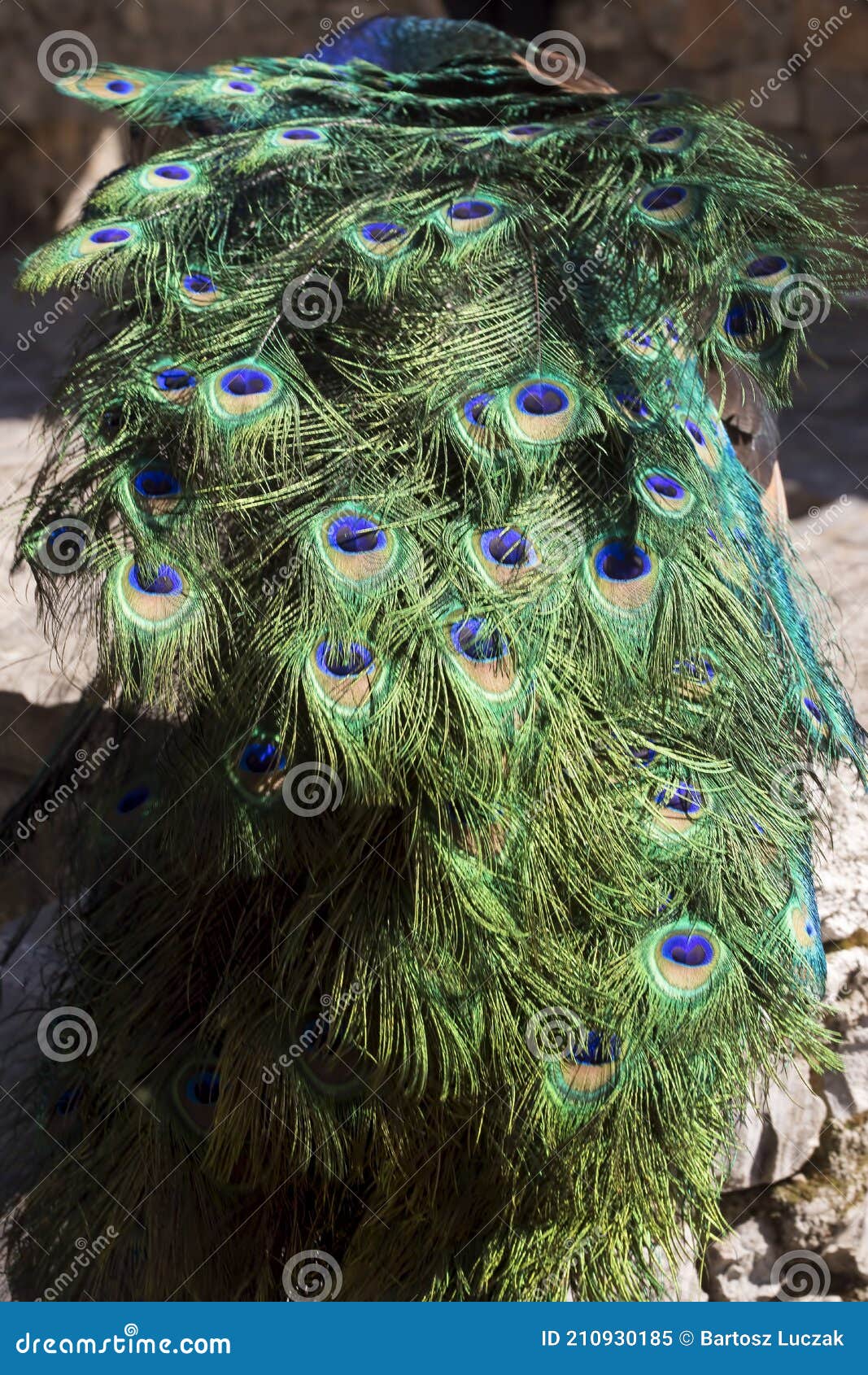 peacock bird in town chefchouen