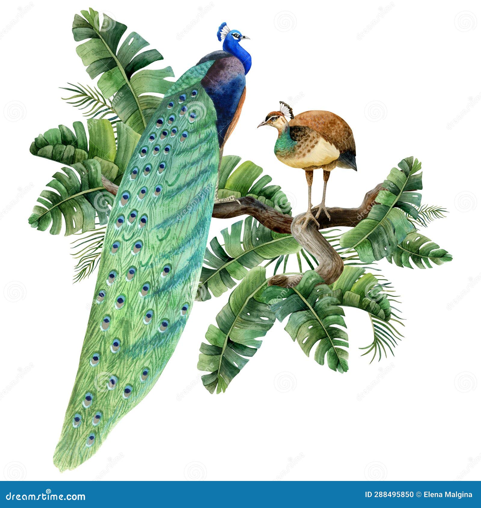 Pecock Background Stock Photos - Free & Royalty-Free Stock Photos from  Dreamstime