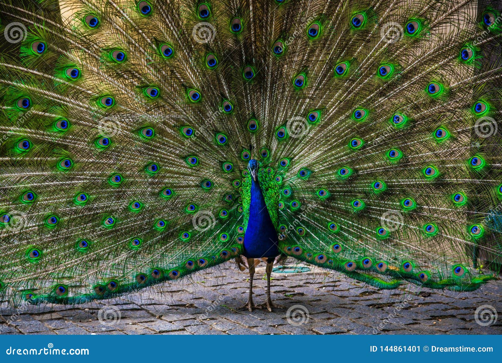 peacock blue and green