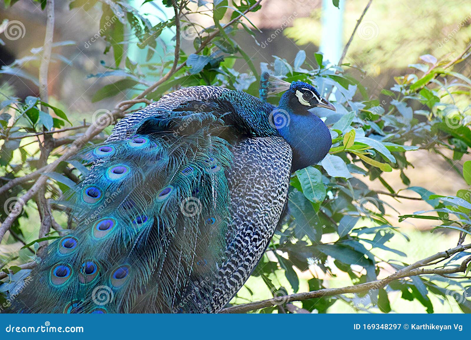 Peacock Blues - Kerala Zoo - Birds and Animals Stock Image - Image of gods,  glittering: 169348297