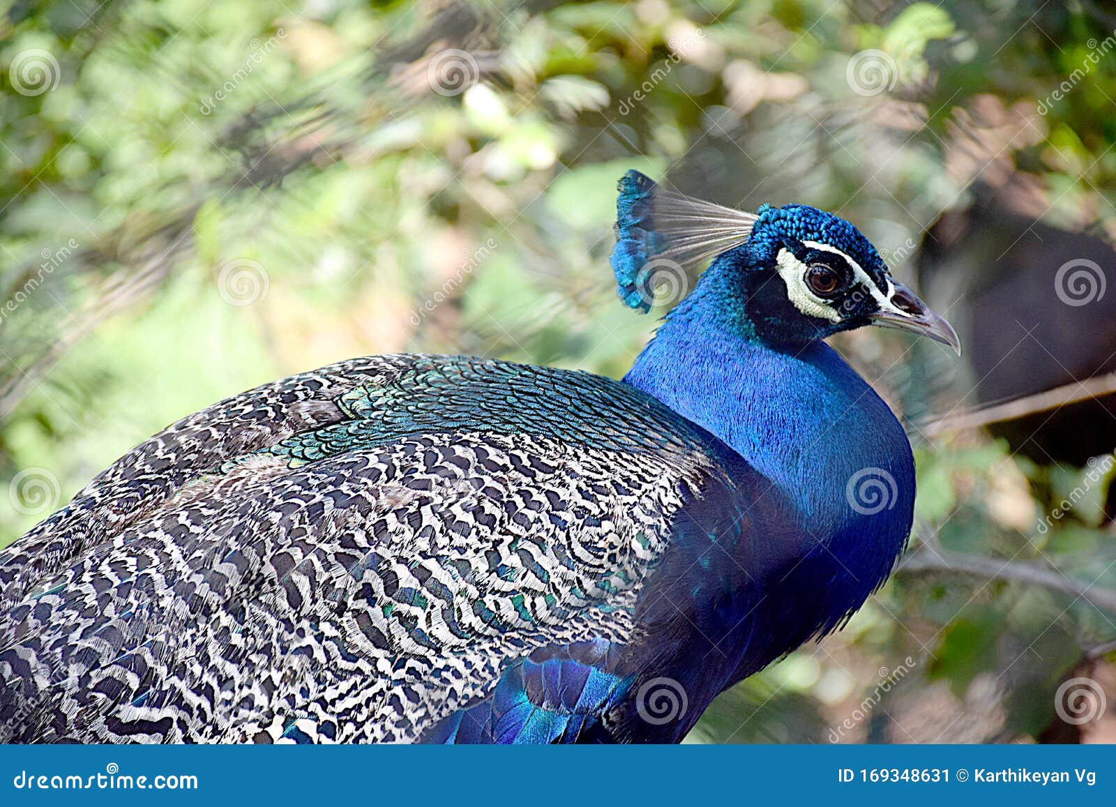 Peacock Blues - Kerala Zoo - Birds and Animals Stock Image - Image of  beautiful, eyes: 169348631