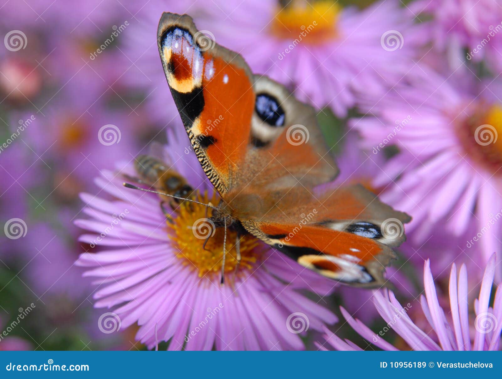 Peacock butterfly stock image. Image of outdoors, summer - 10956189