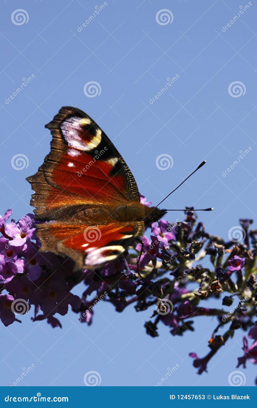 Peacock butterfly stock image. Image of colorful, garden 12457653