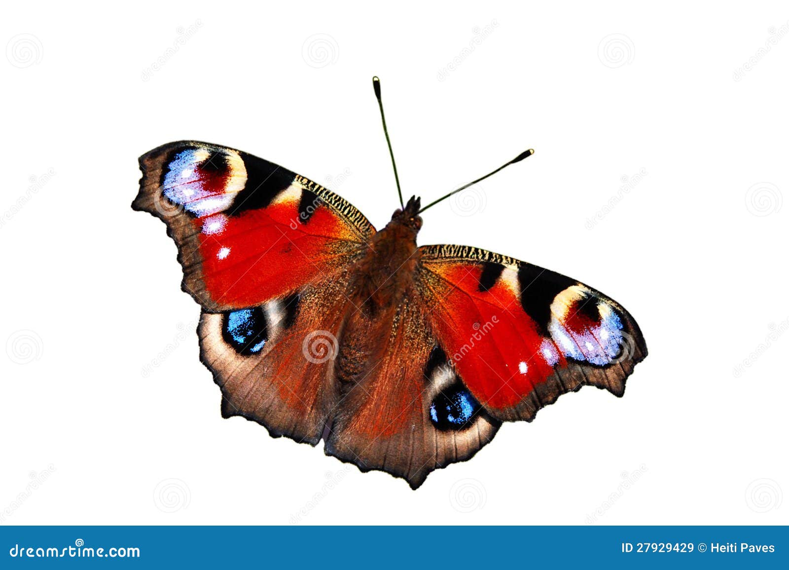 Peacock butterfly stock image. Image of animal, nature - 27929429