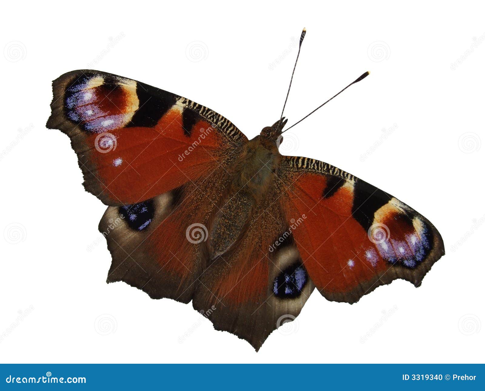 Peacock Butterfly stock photo. Image of peacock, butterfly - 3319340