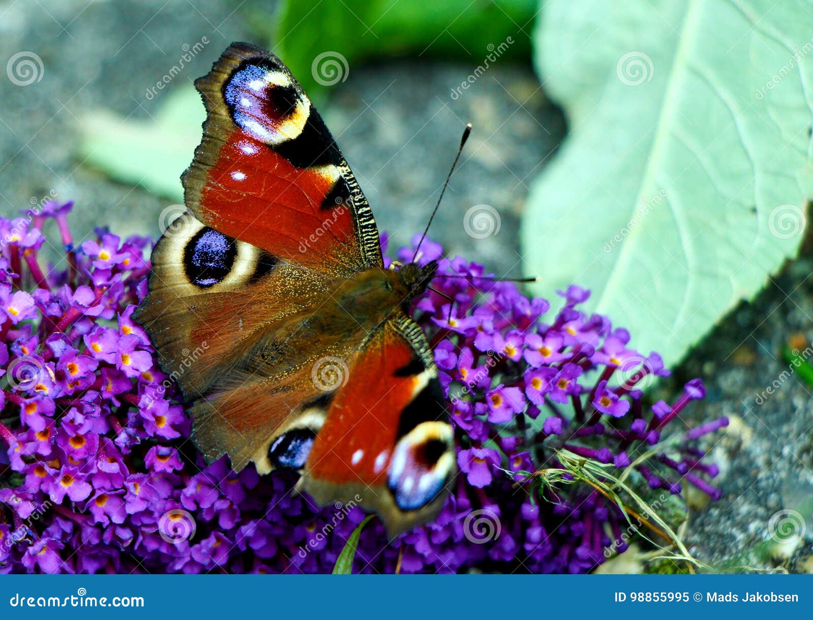 Peacock Butterfly Eating on a Flower Stock Image - Image of outdoor ...