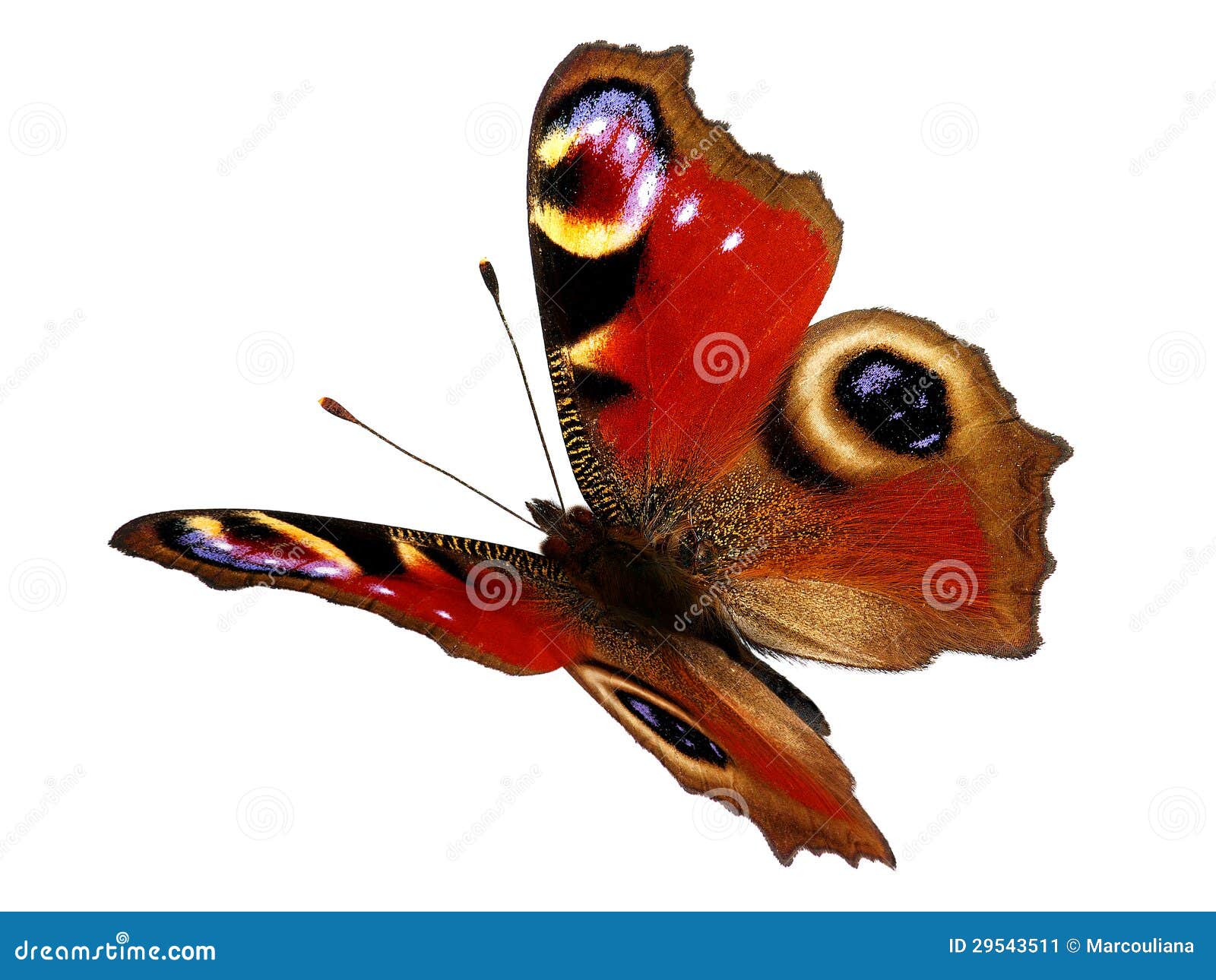 Peacock Butterfly In Flight (Inachis Io) Stock Image - Image: 29543511