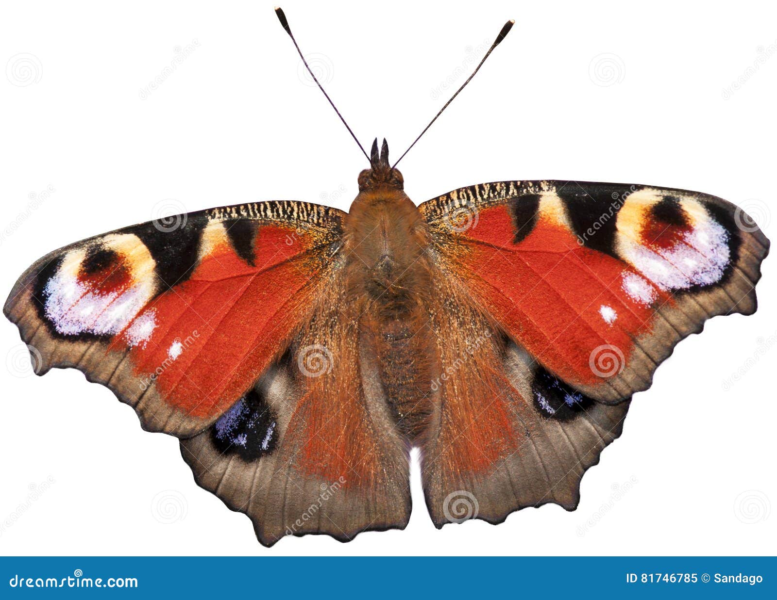 Peacock butterfly isolated stock image. Image of grey - 81746785