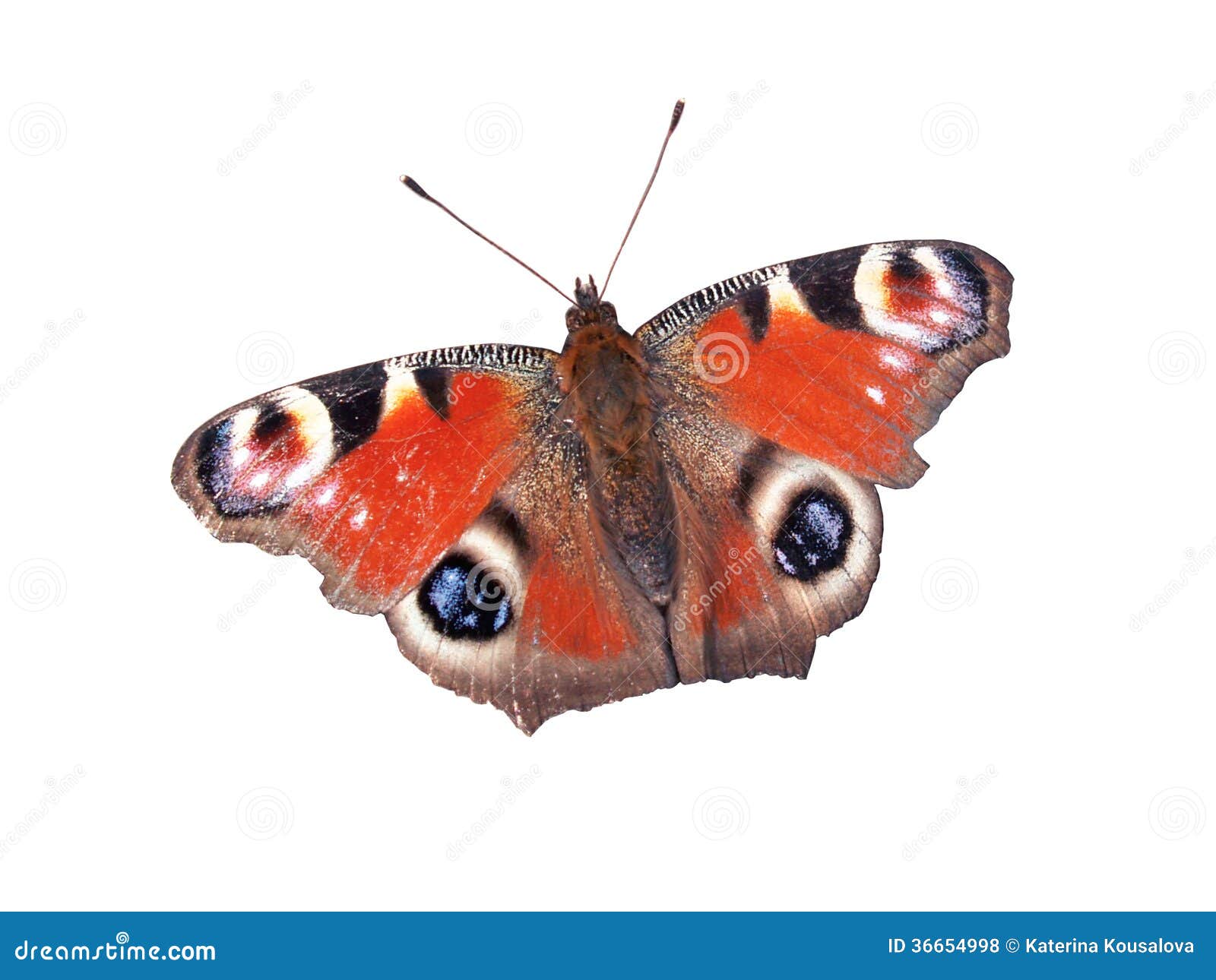 Peacock butterfly stock photo. Image of color, flower - 36654998