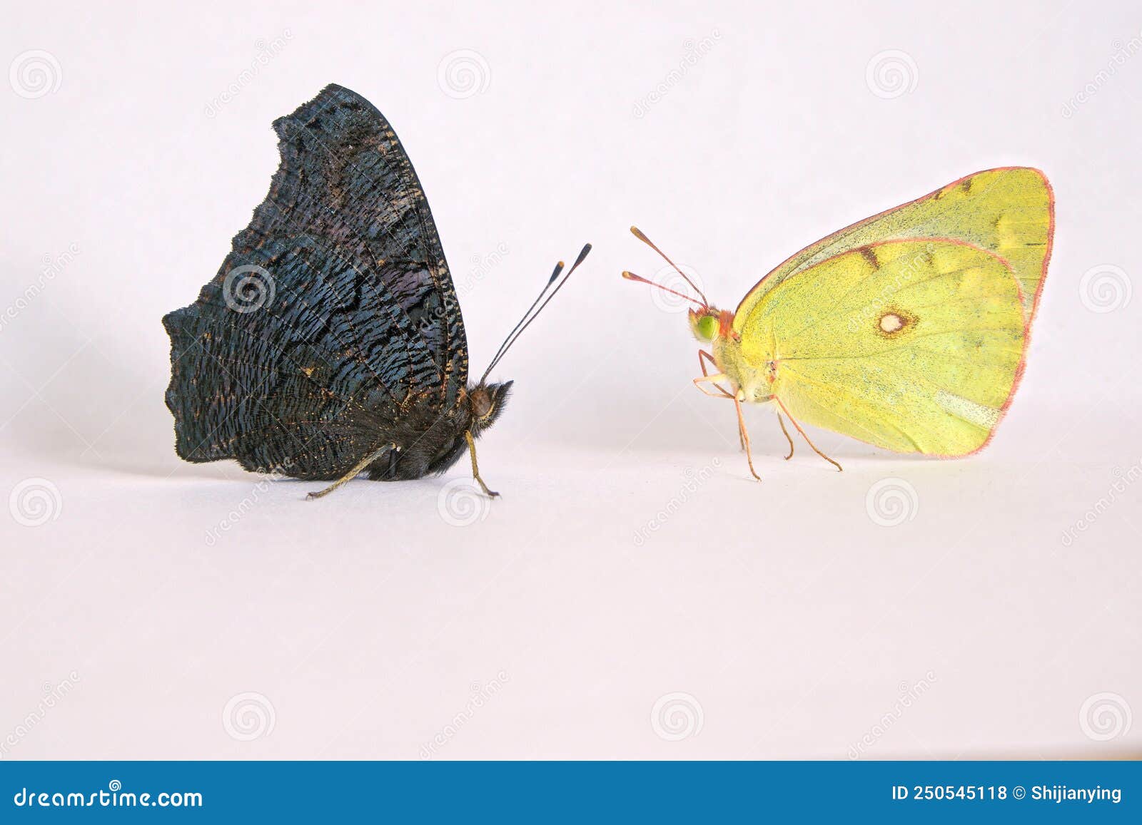 peacock butterfly and pieridae butterfly
