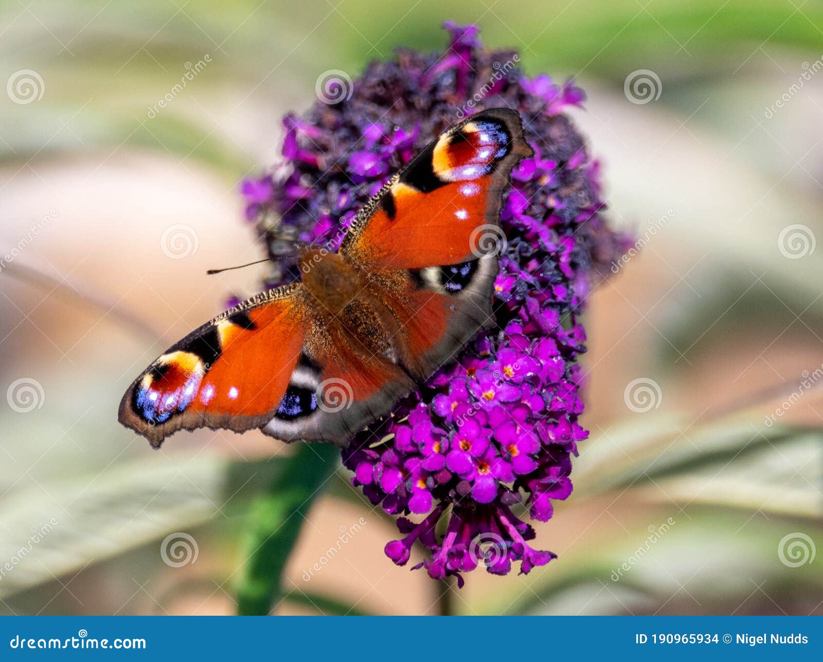 peacock butterfly